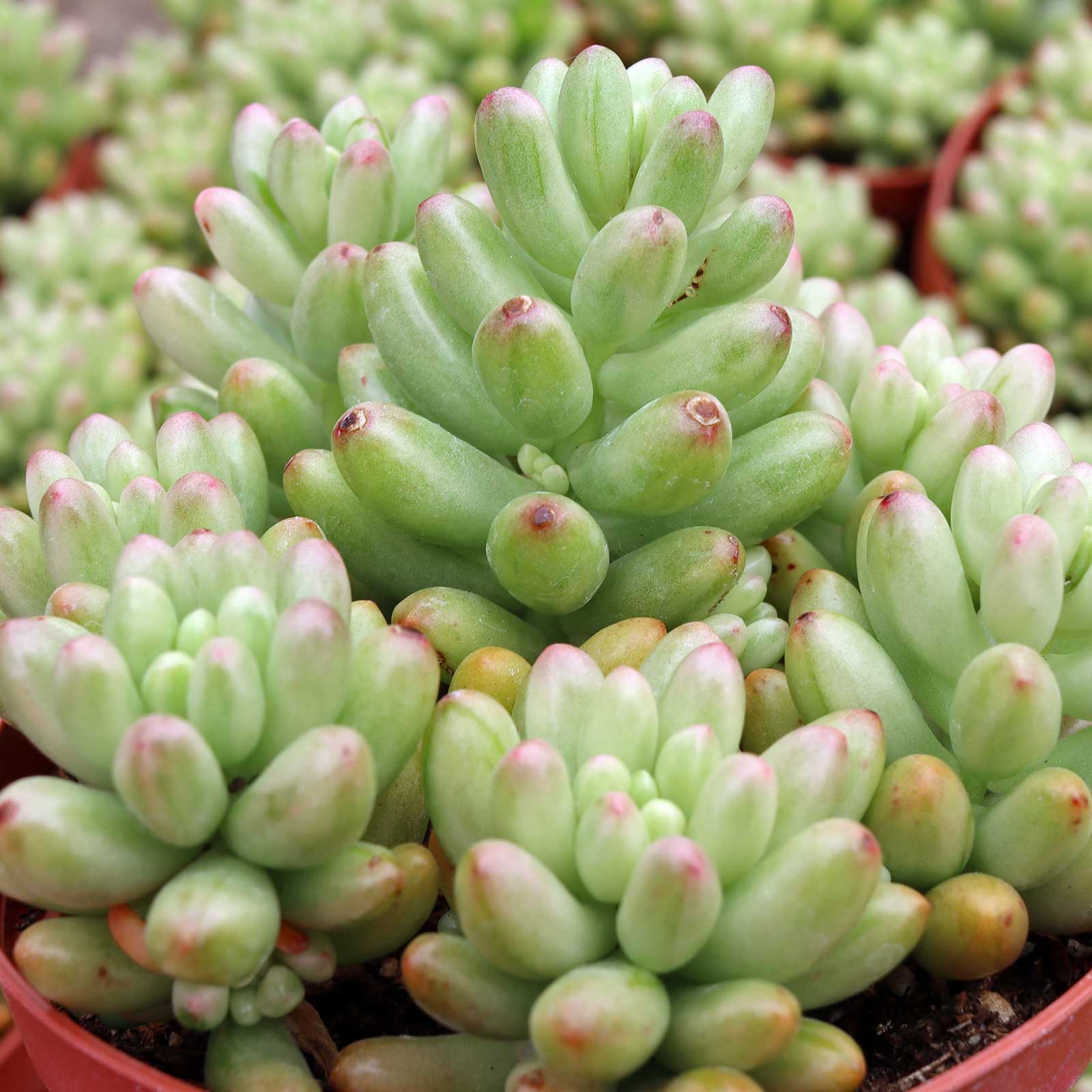 Sedum rubrotinctum 'Aurora' - Pink Jelly Bean [large] Questions & Answers