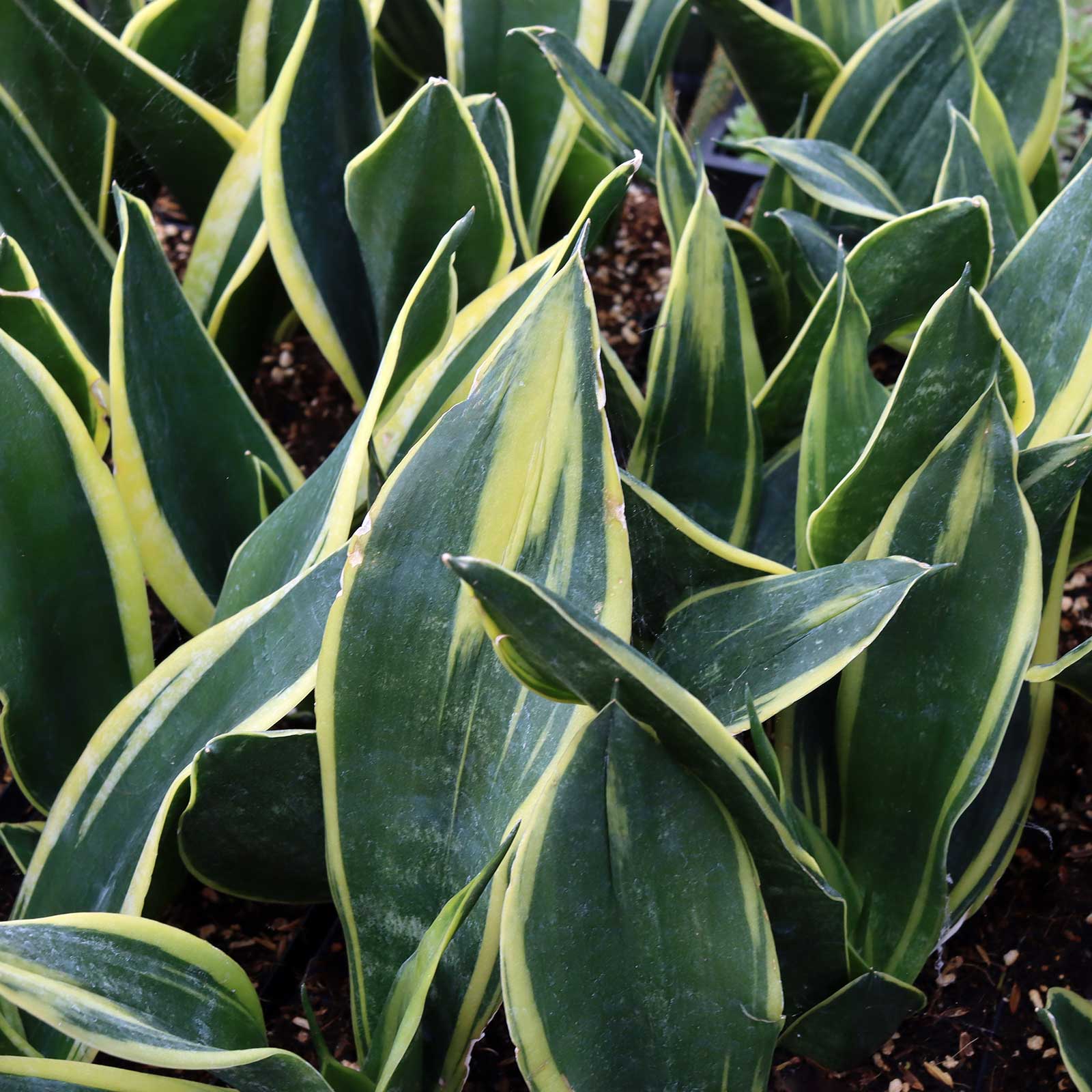 Are these sometimes called Snake plants  or Mother in law tounge?