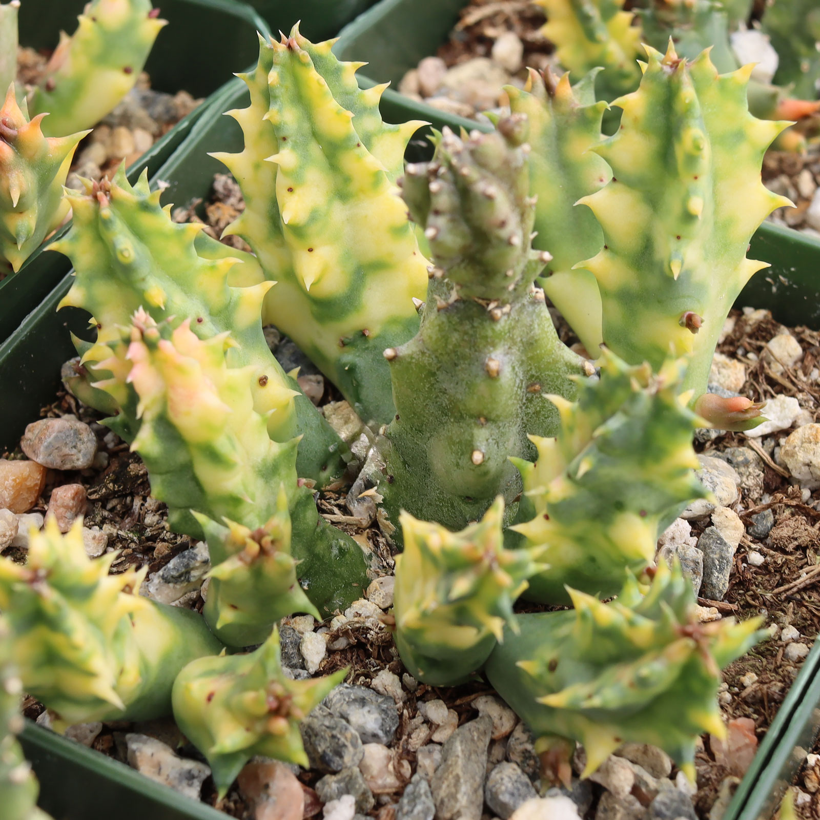 Huernia zebrina f. variegata - Variegated Lifesaver Plant [large] Questions & Answers