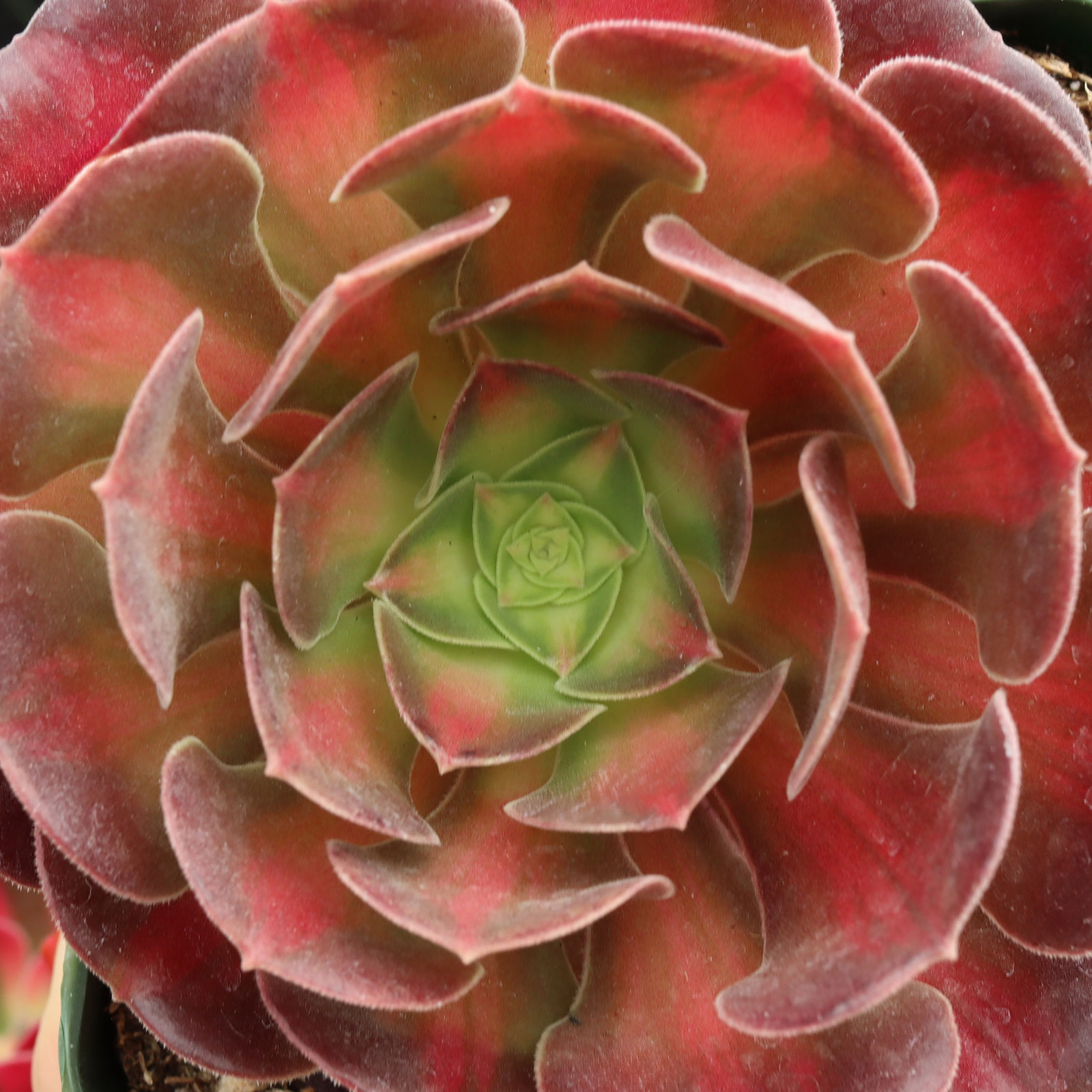 Aeonium 'Medusa' [large] Questions & Answers