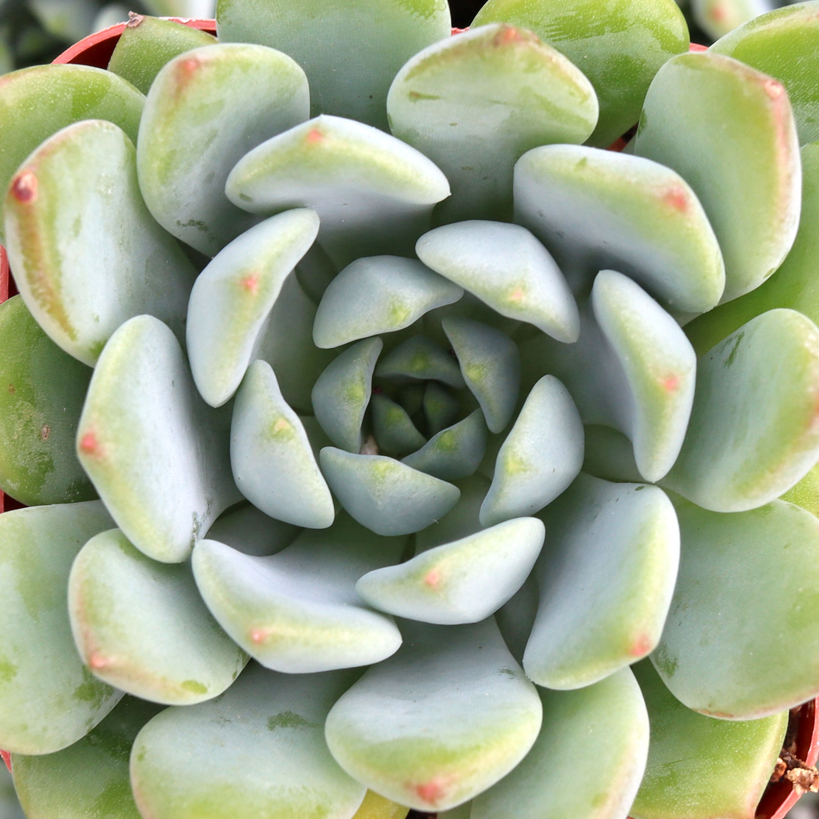 Echeveria 'Copper Canyon' Questions & Answers