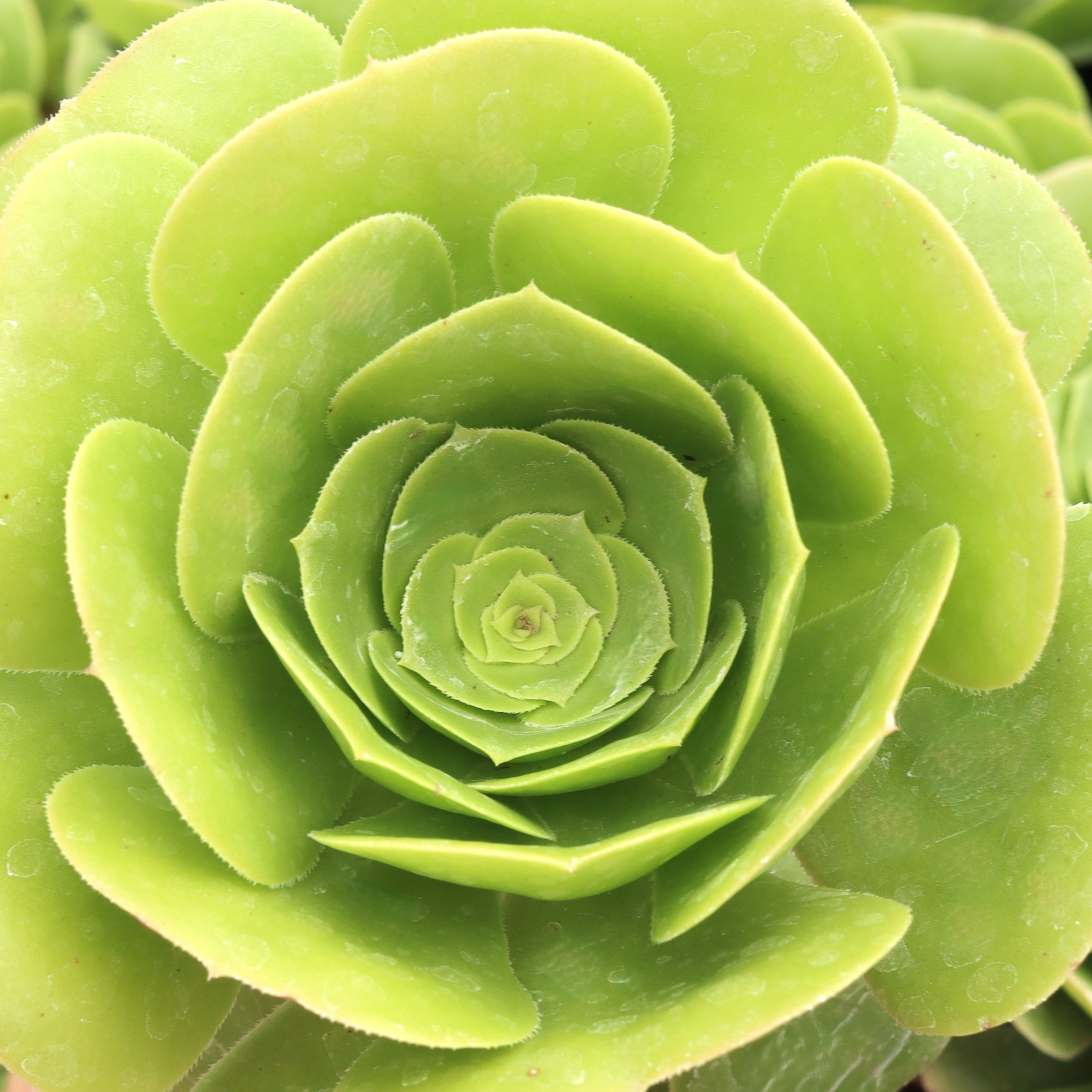 Aeonium undulatum [large] Questions & Answers