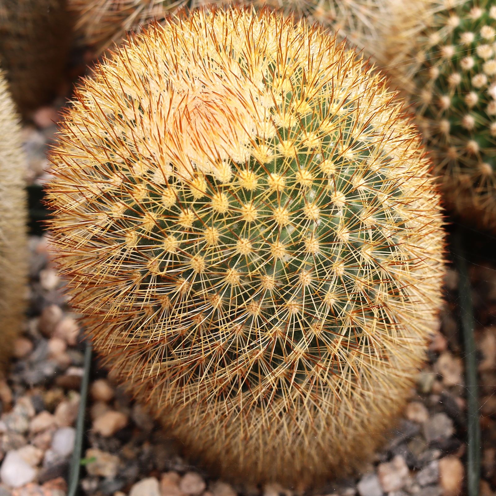 Mammillaria spinosissima ssp. pilcayensis - Bristle Brush [large] [bare root] Questions & Answers