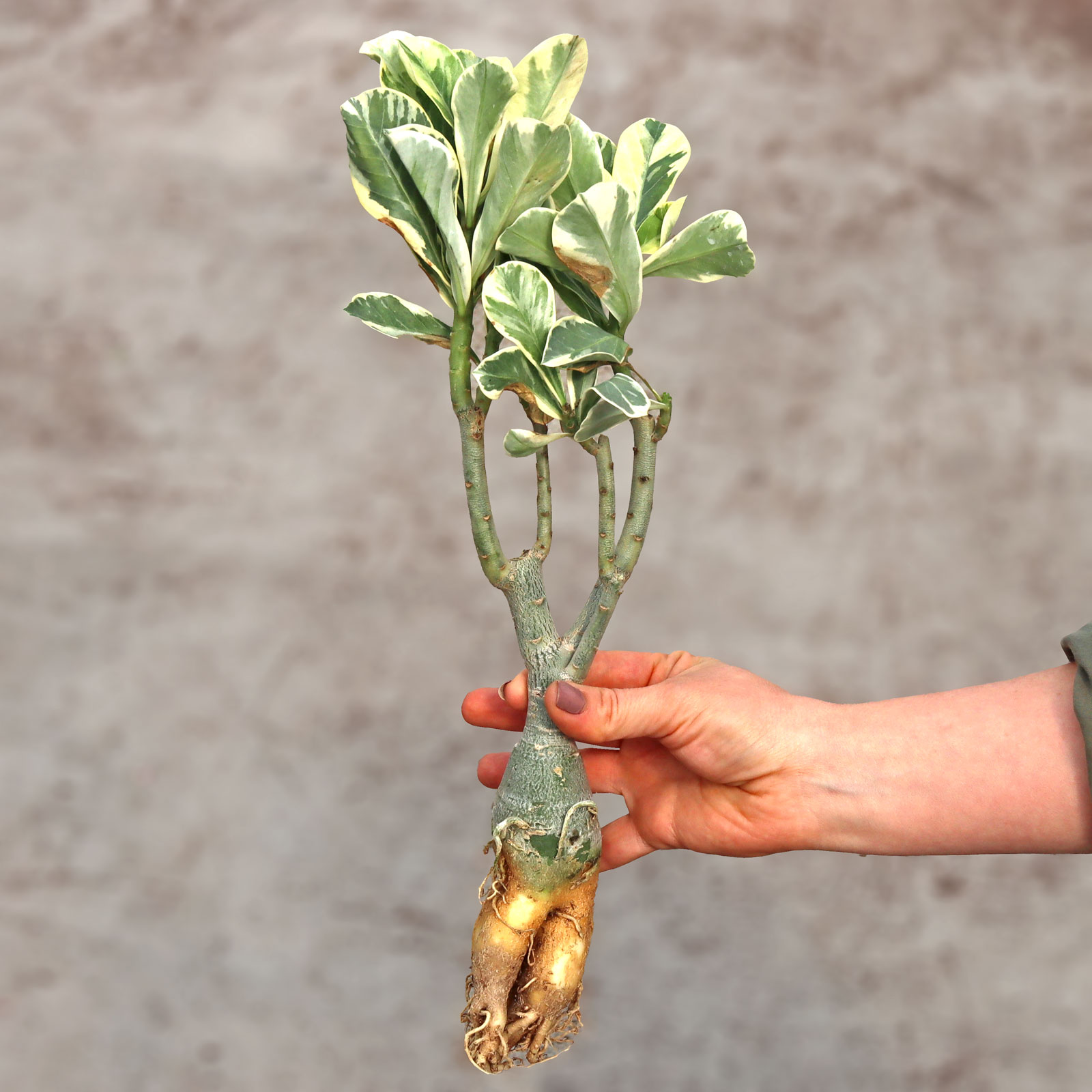 Adenium obesum 'Milkyway' [13"-15"] [bare root] Questions & Answers