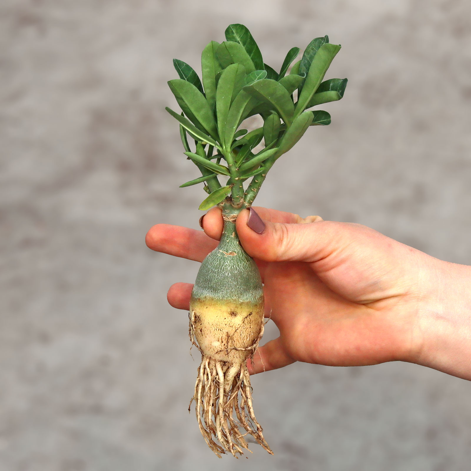 Adenium obesum 'Mumbai Fantasy' [6"-8"] [bare root] Questions & Answers