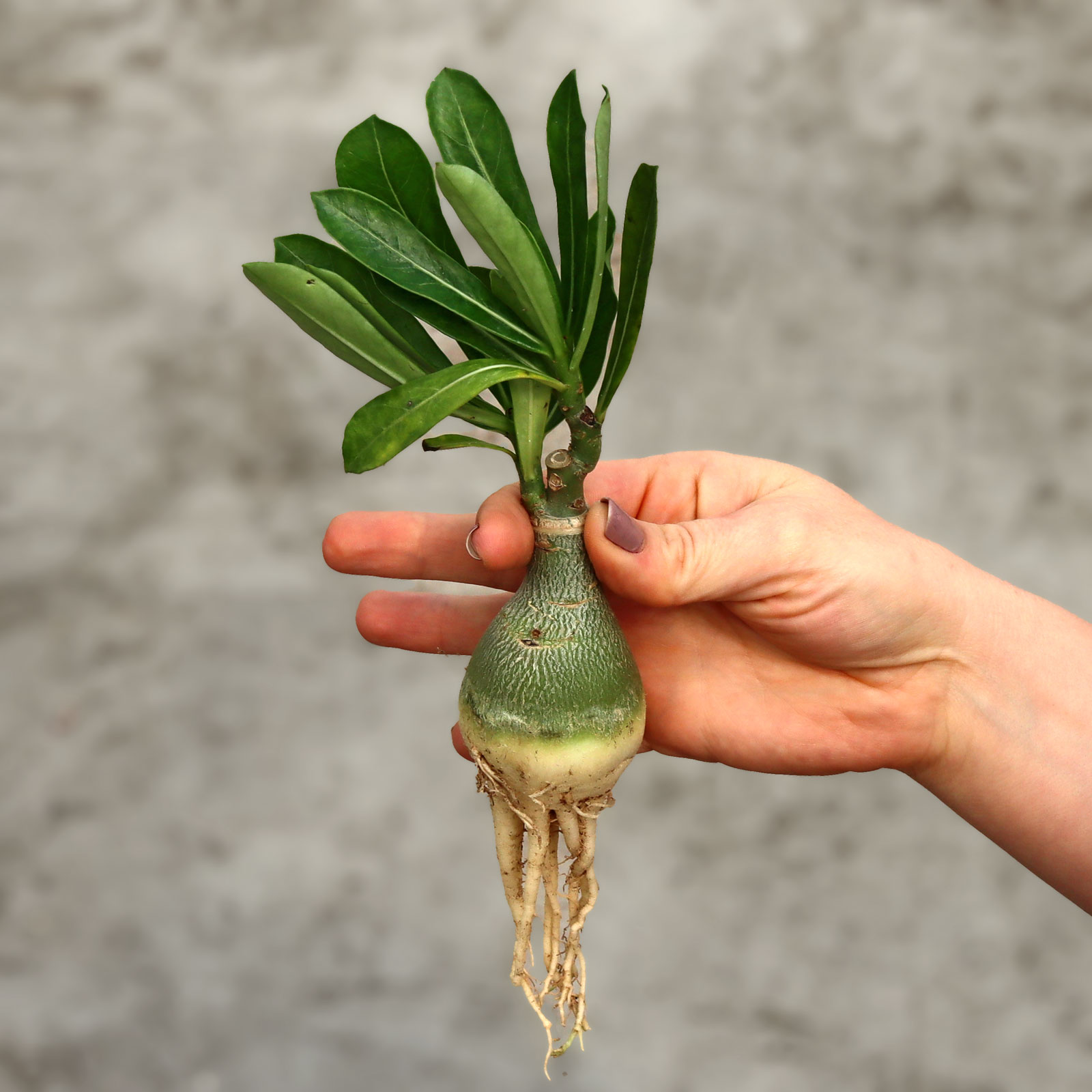 Adenium obesum 'Mumbai Splash' [6"-8"] [bare root] Questions & Answers