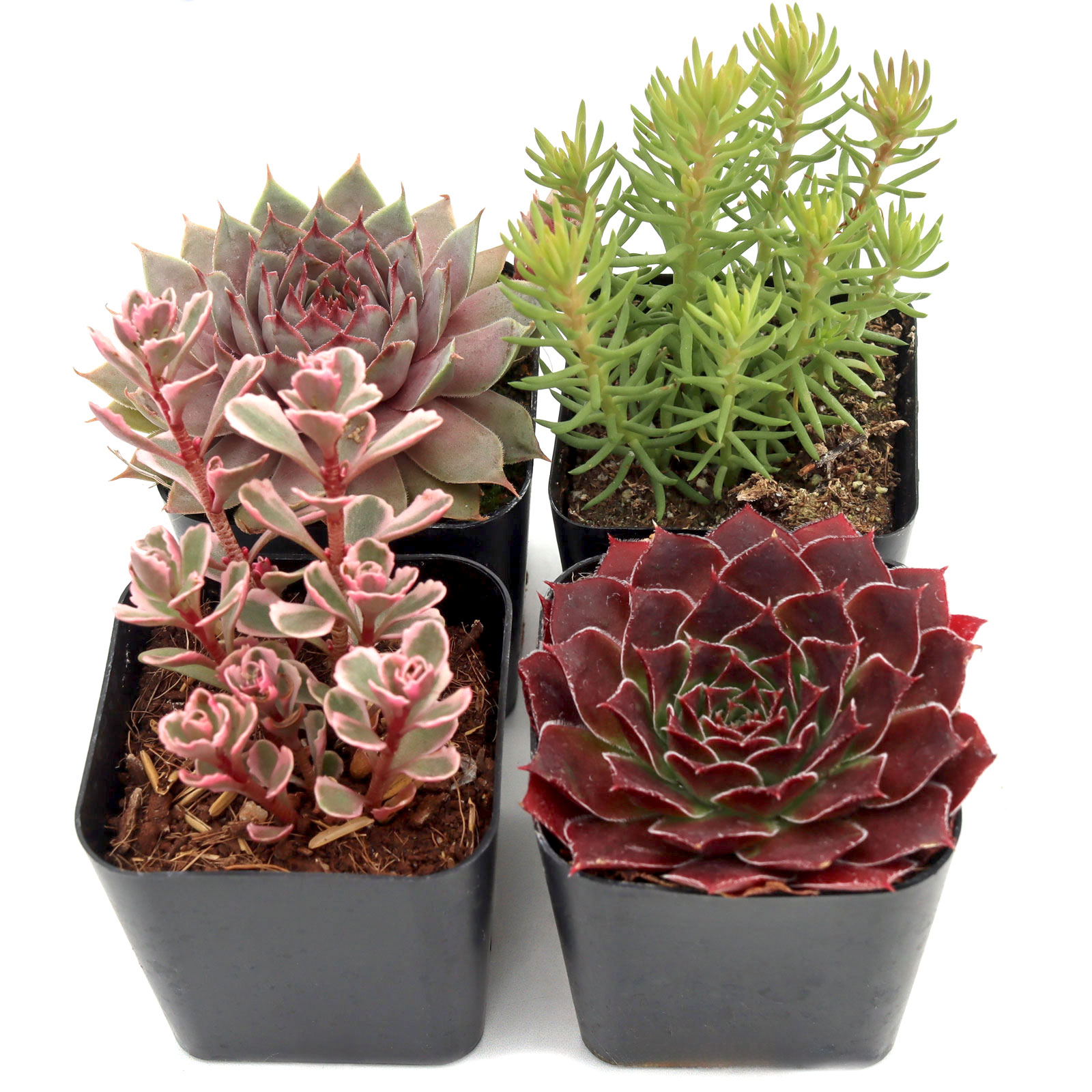 Hardy Outdoor Succulents Set of 4 Types - 2in Pots Questions & Answers