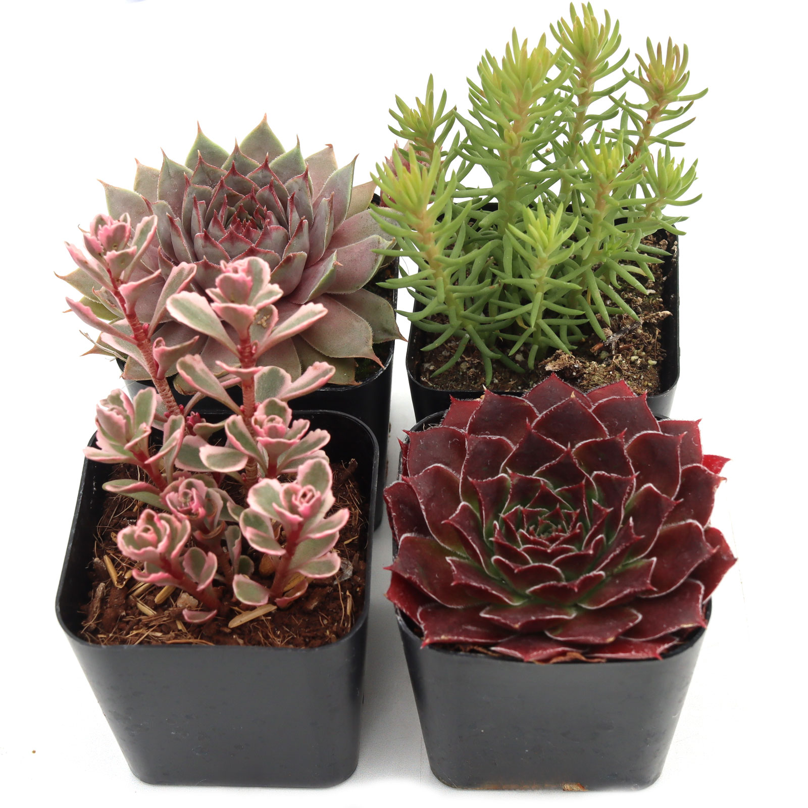 MCG Hardy Outdoors™ Succulent Set of 4 Types - 2in Pots w/ ID Questions & Answers