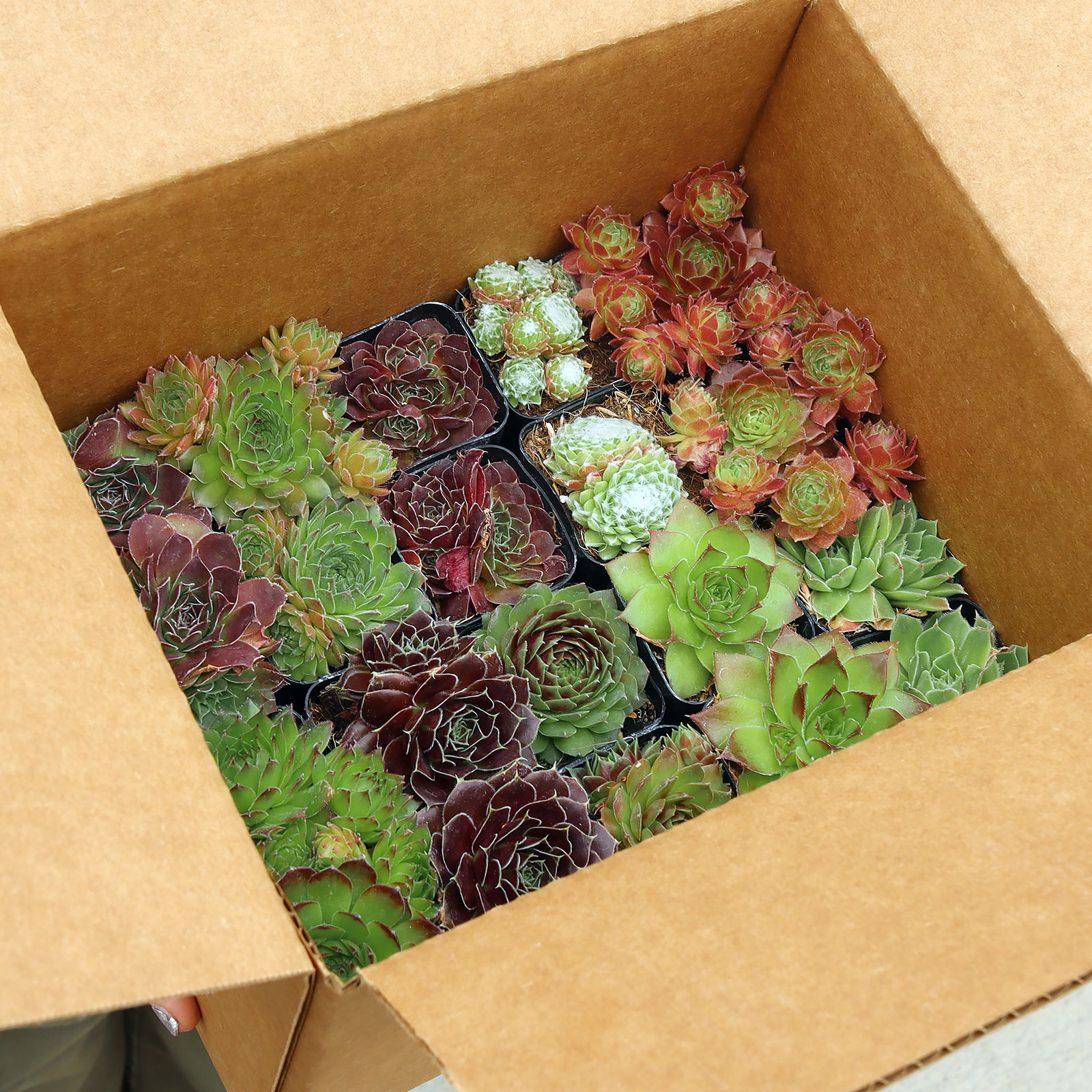 MCG 20 Special™ Bulk Sempervivum Assortment - 10 Types - 2in Pots Questions & Answers