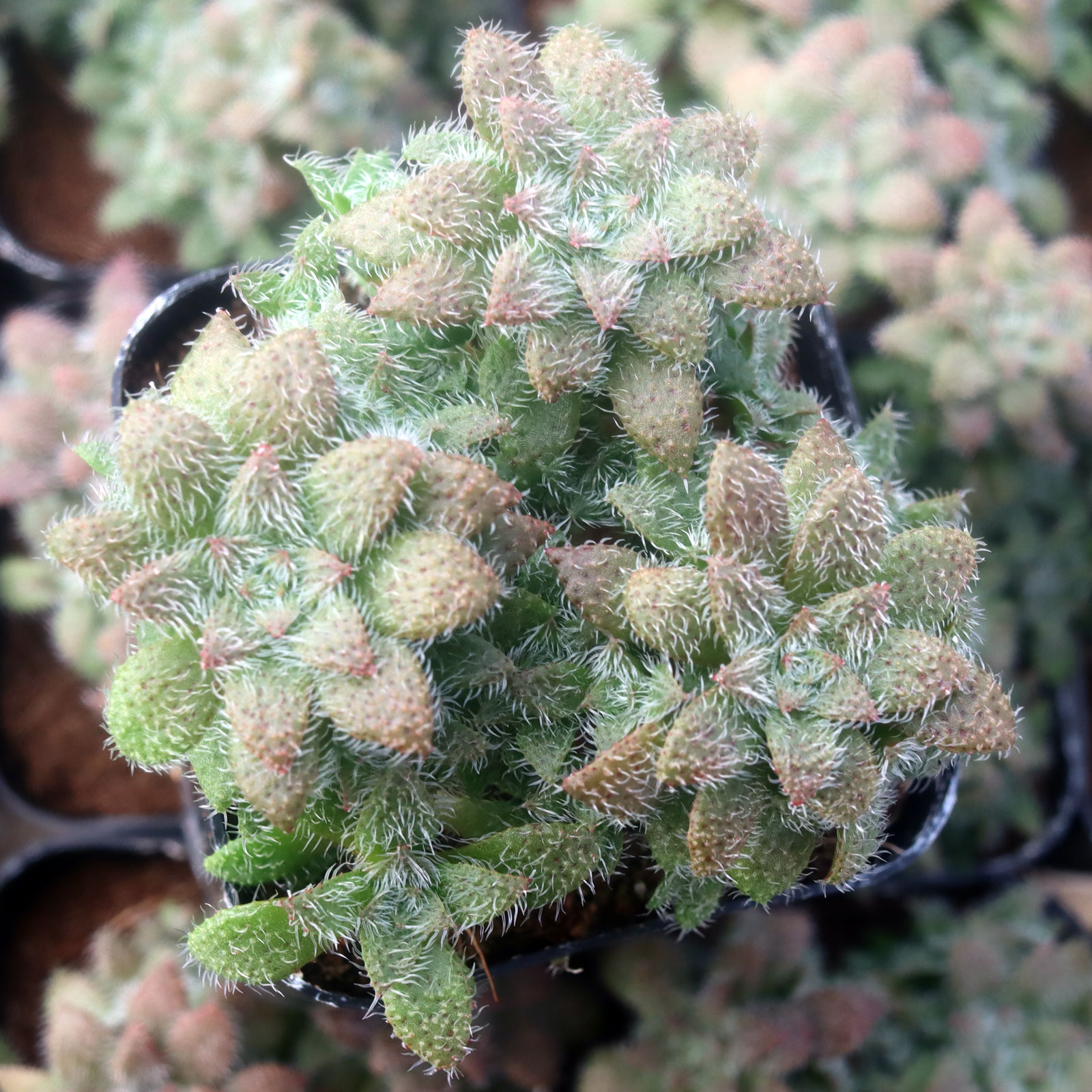 Crassula setulosa f/ Transvaal Drakensberg Questions & Answers