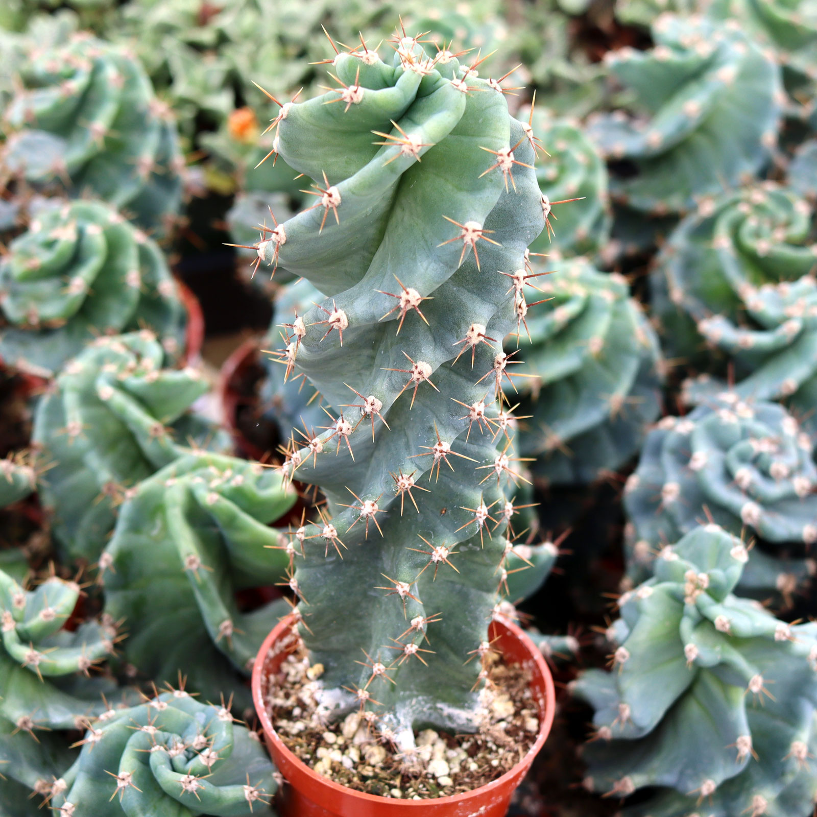 Cereus forbesii 'Spiralis' - Spiral Cactus [extra large] Questions & Answers