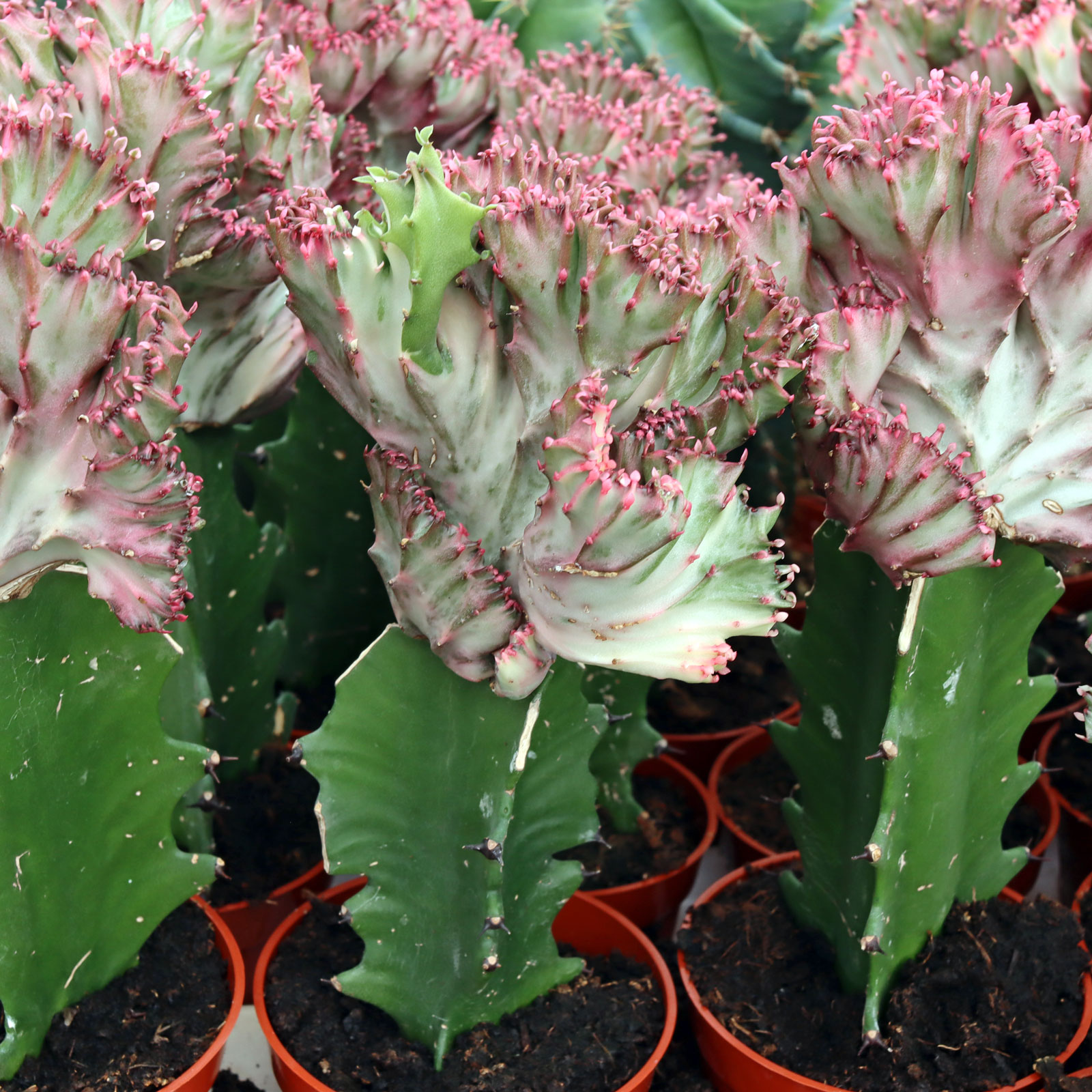 Euphorbia lactea crested [large] Questions & Answers