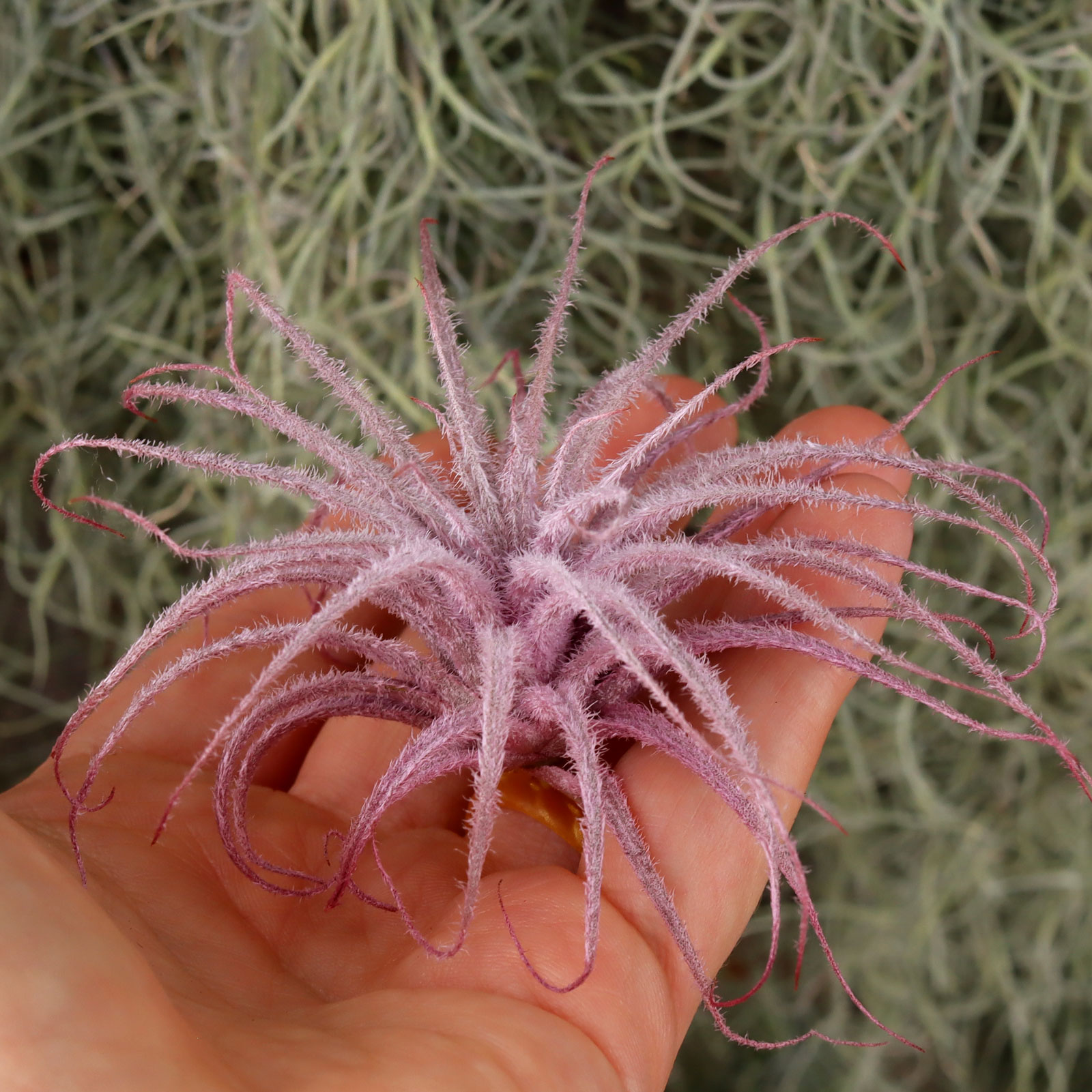 Air Plant - Tillandsia tectorum (pink, infused) [3.0"] Questions & Answers