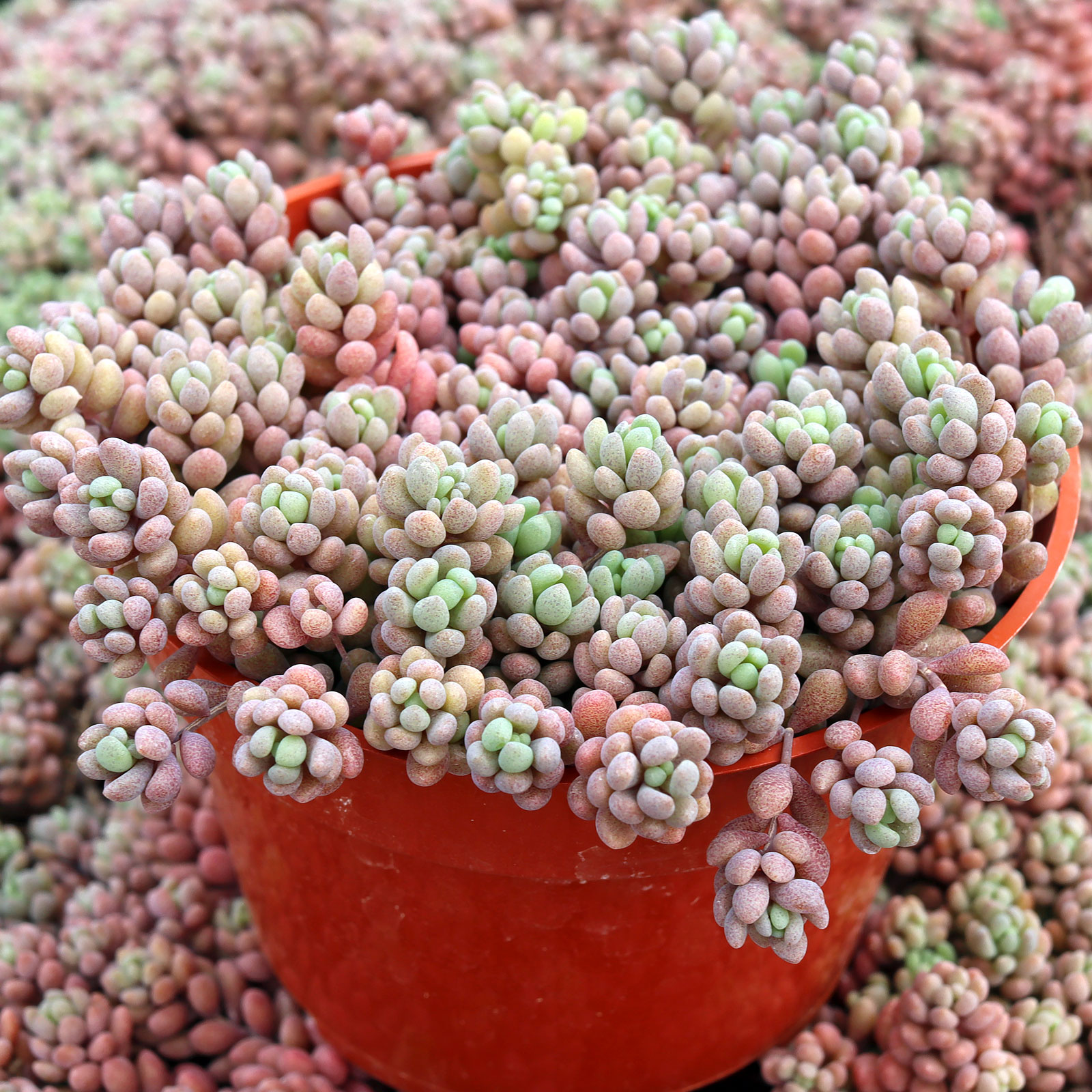 Sedum dasyphyllum - Corsican Stonecrop [large] Questions & Answers