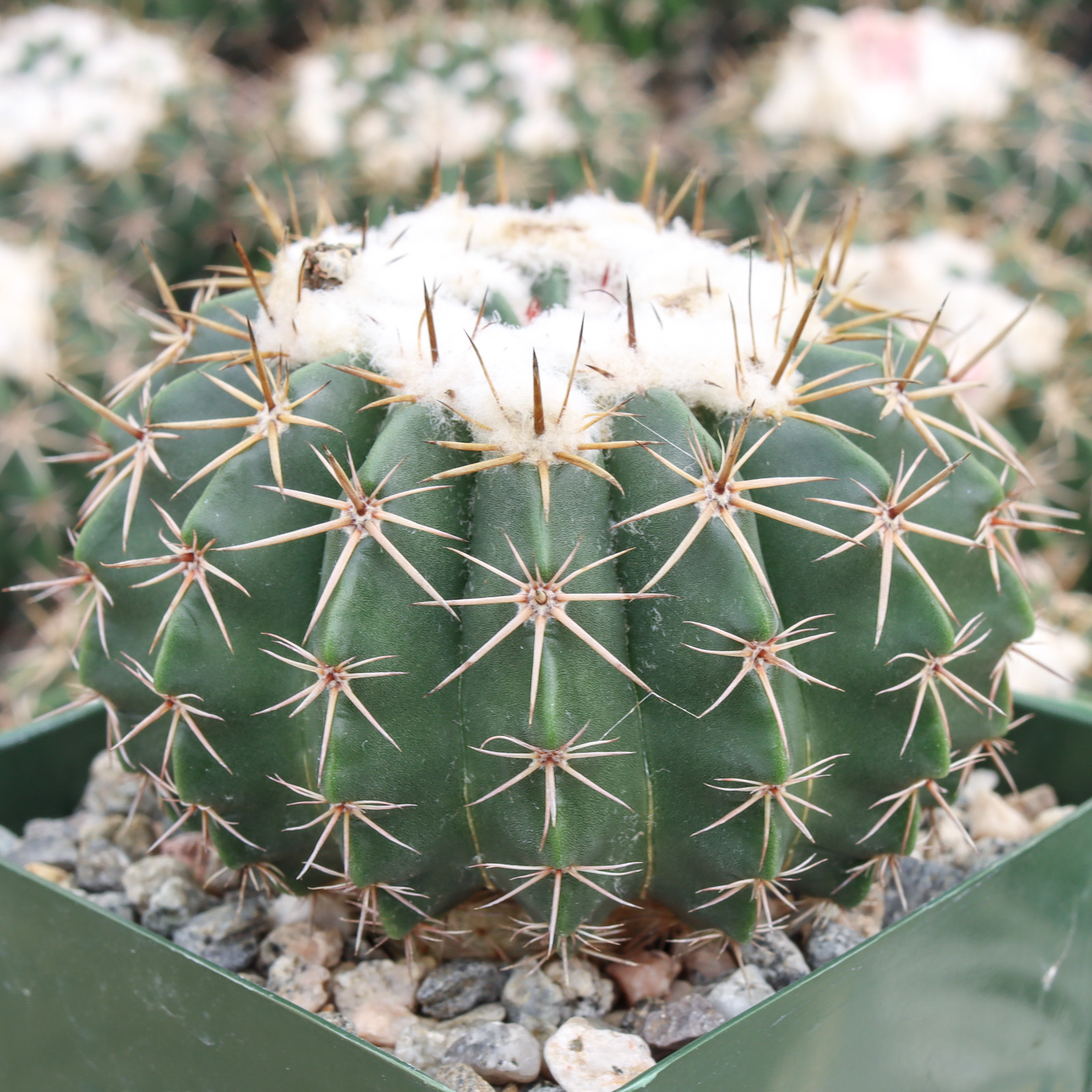 Do all of the Melocactus curvispinus your now offering have a cephalium, or the beginning of a cephalium ?