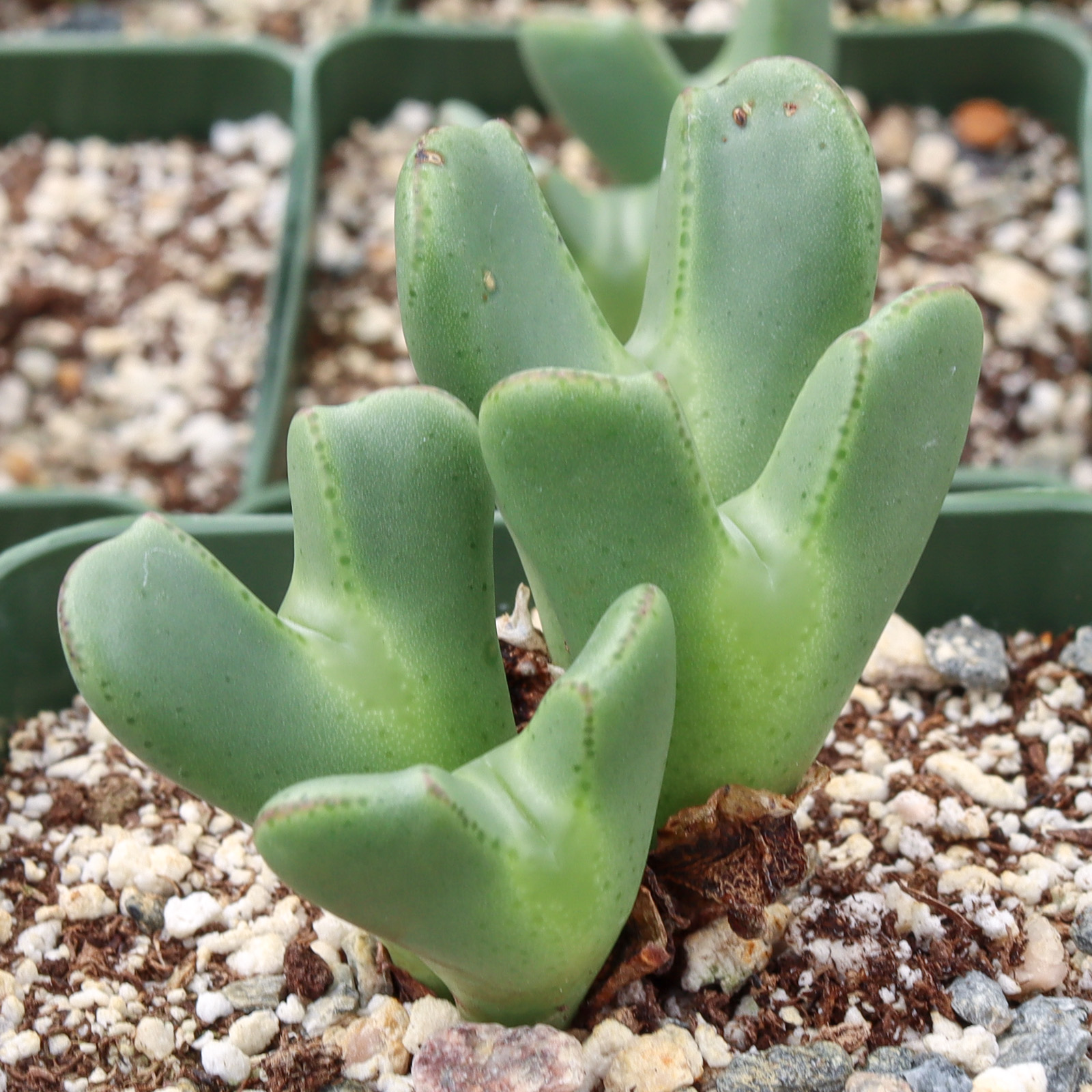 Conophytum bilobum [large] Questions & Answers