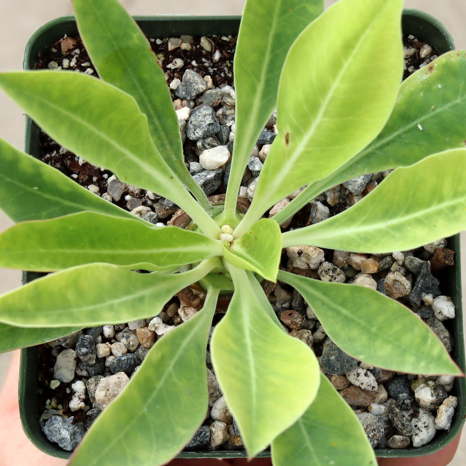 Euphorbia bupleuifolia [small] Questions & Answers