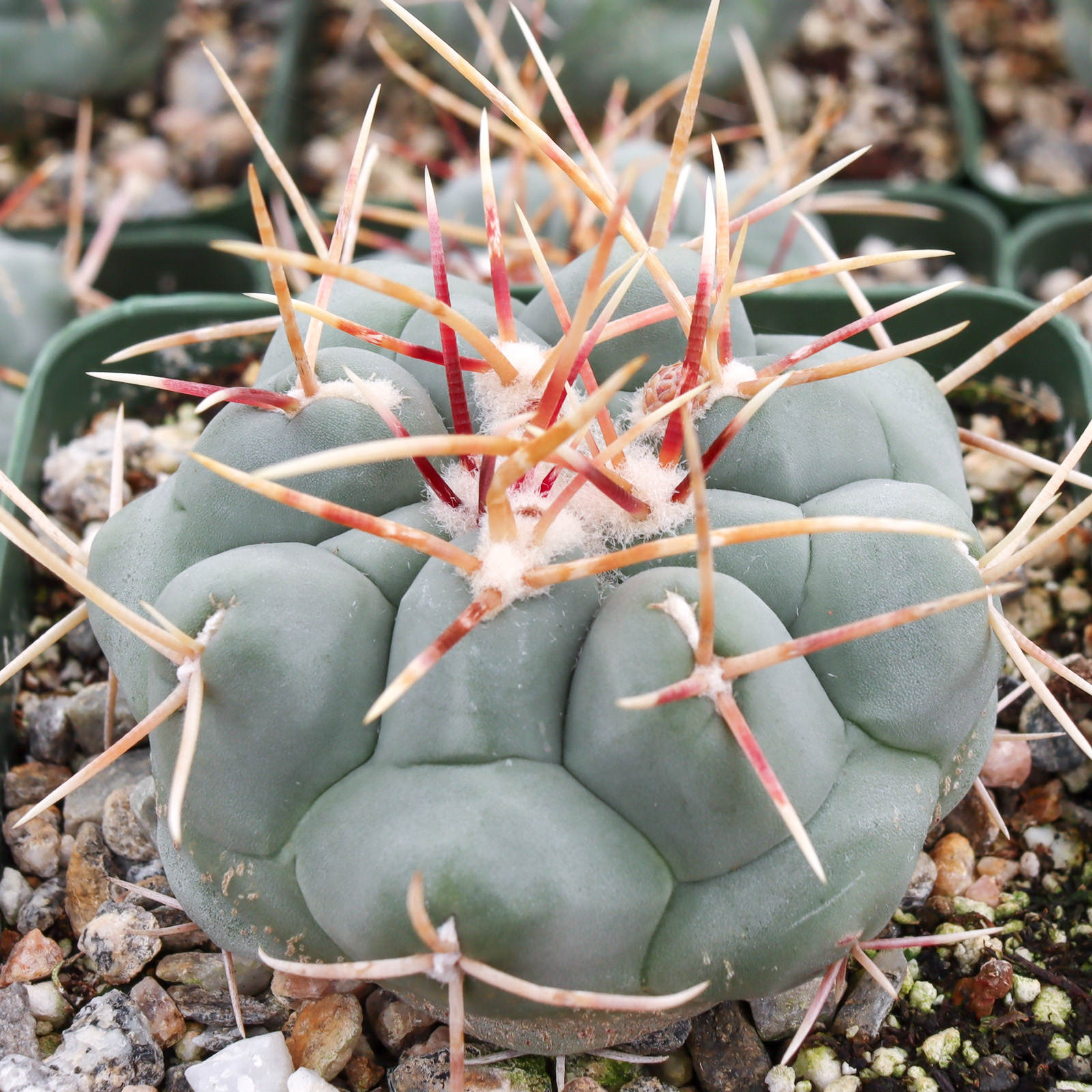 Thelocactus hexaedrophorus f. labouretianus [large] Questions & Answers