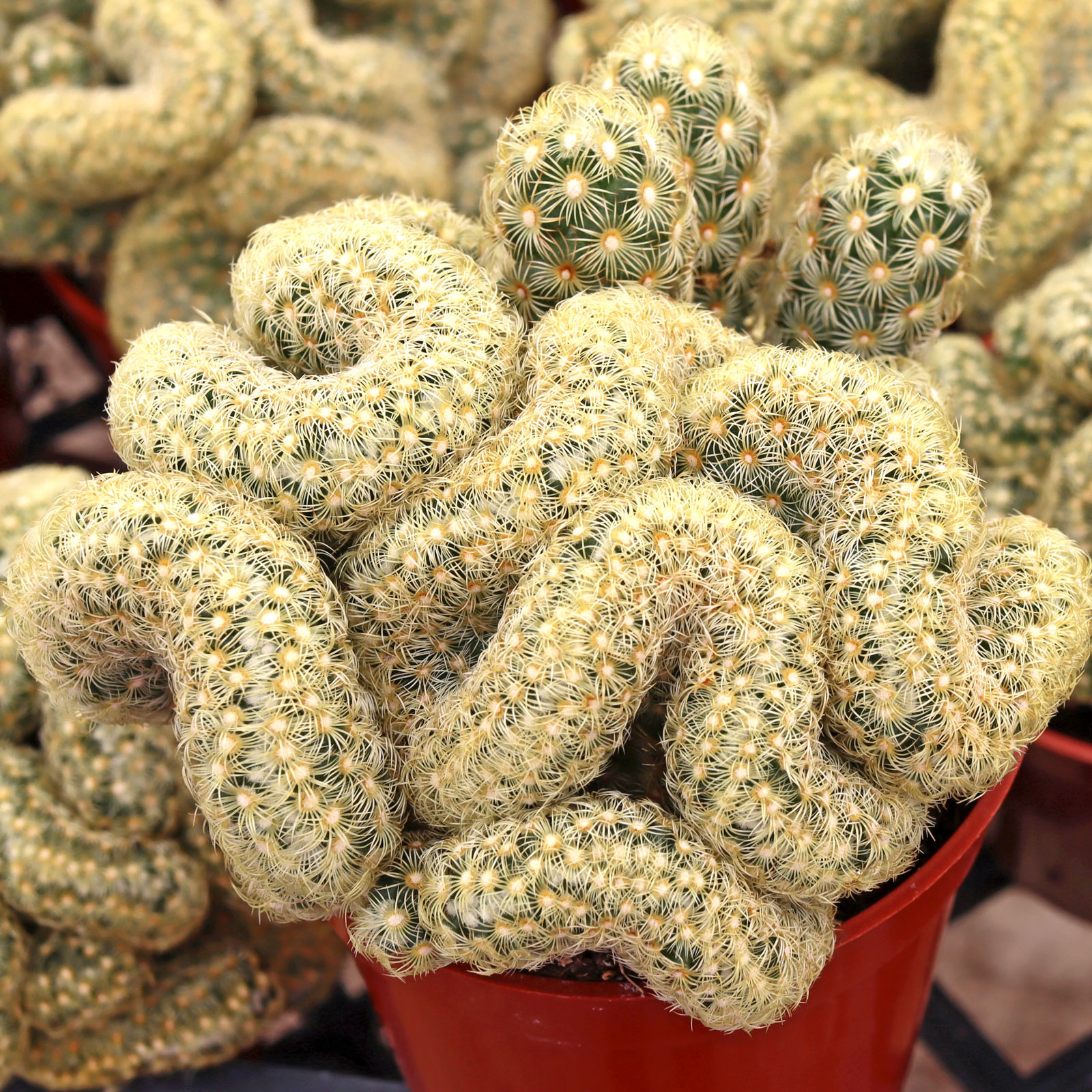 Mammillaria elongata f. cristata - Crested Ladyfinger Cactus Questions & Answers
