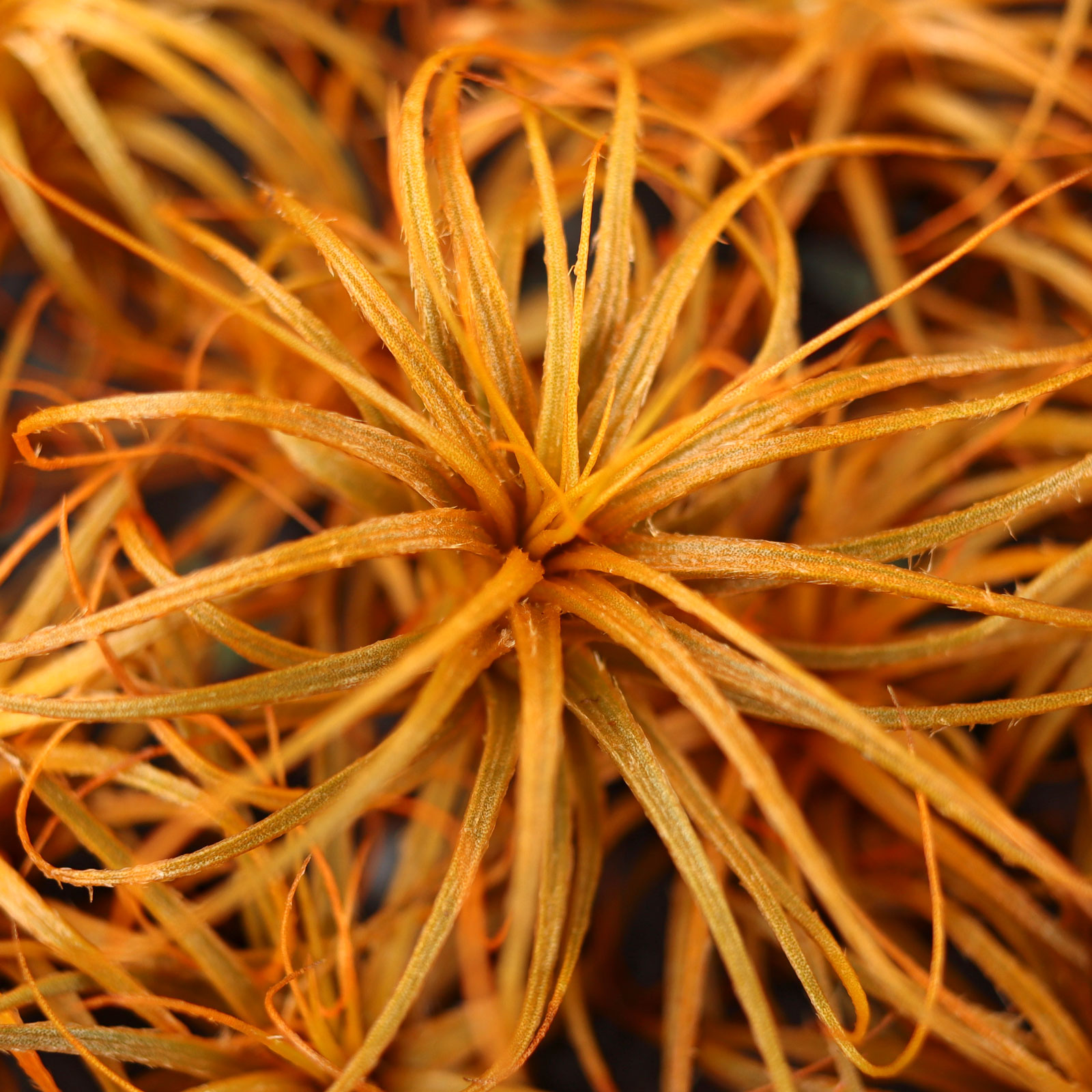 Air Plant - Tillandsia tectorum (orange, infused) [3.0"] Questions & Answers