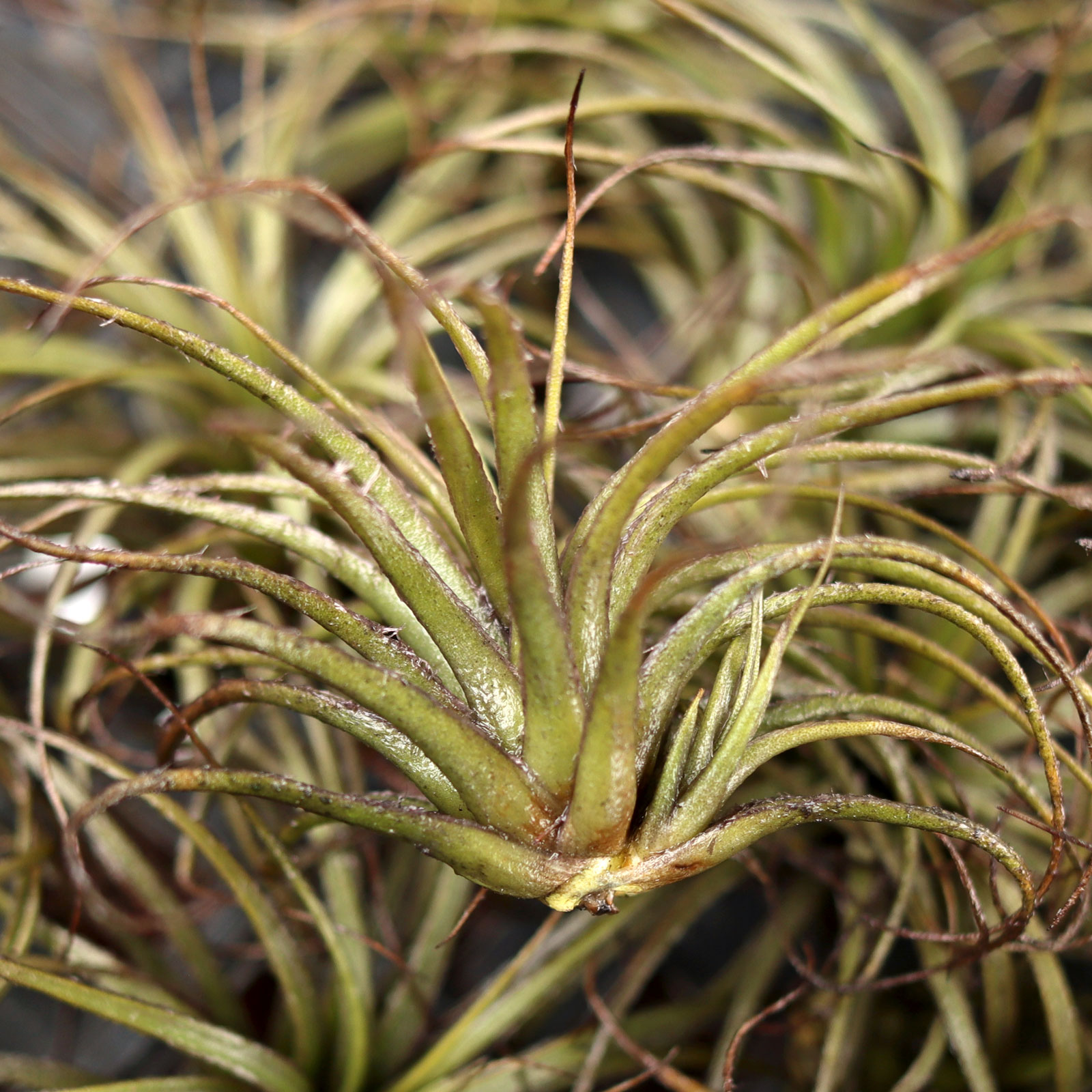 Air Plant - Tillandsia tectorum (black, infused) [3.0"] Questions & Answers