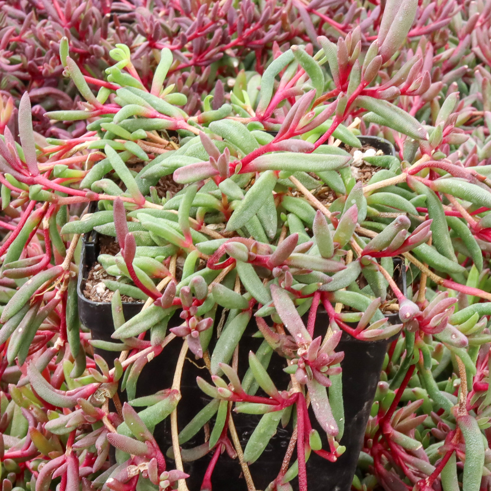 Delosperma Desert Dancers 'Red' [large] Questions & Answers