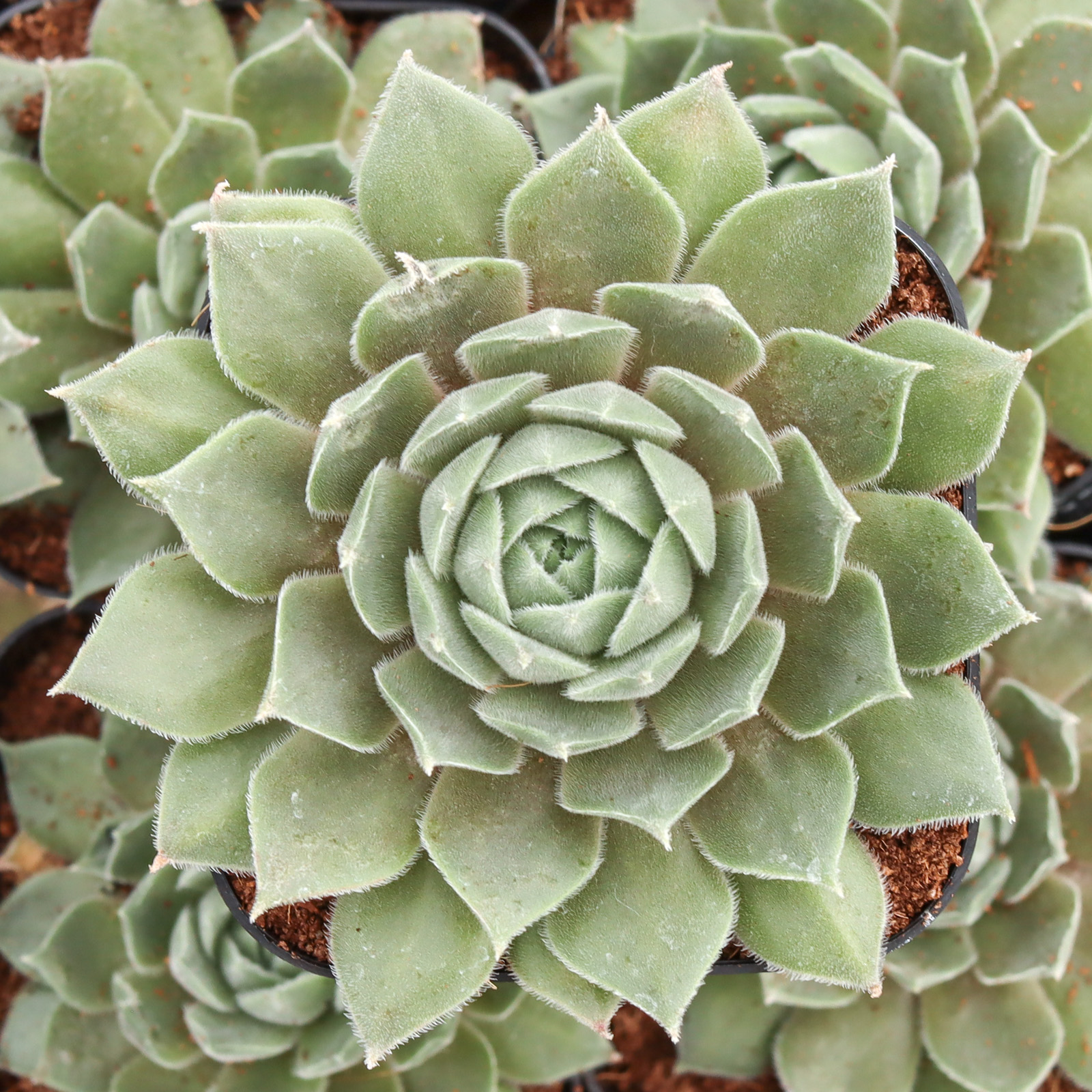 Sempervivum 'Aymon Correvon' Questions & Answers