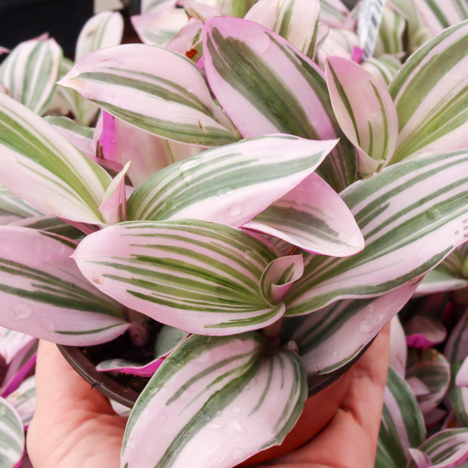 Tradescantia cerinthoides 'Pink Furry' [large] Questions & Answers