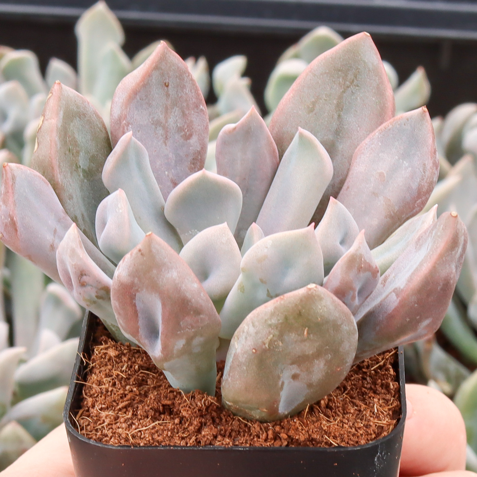 Echeveria 'Lilac Spoon' Questions & Answers