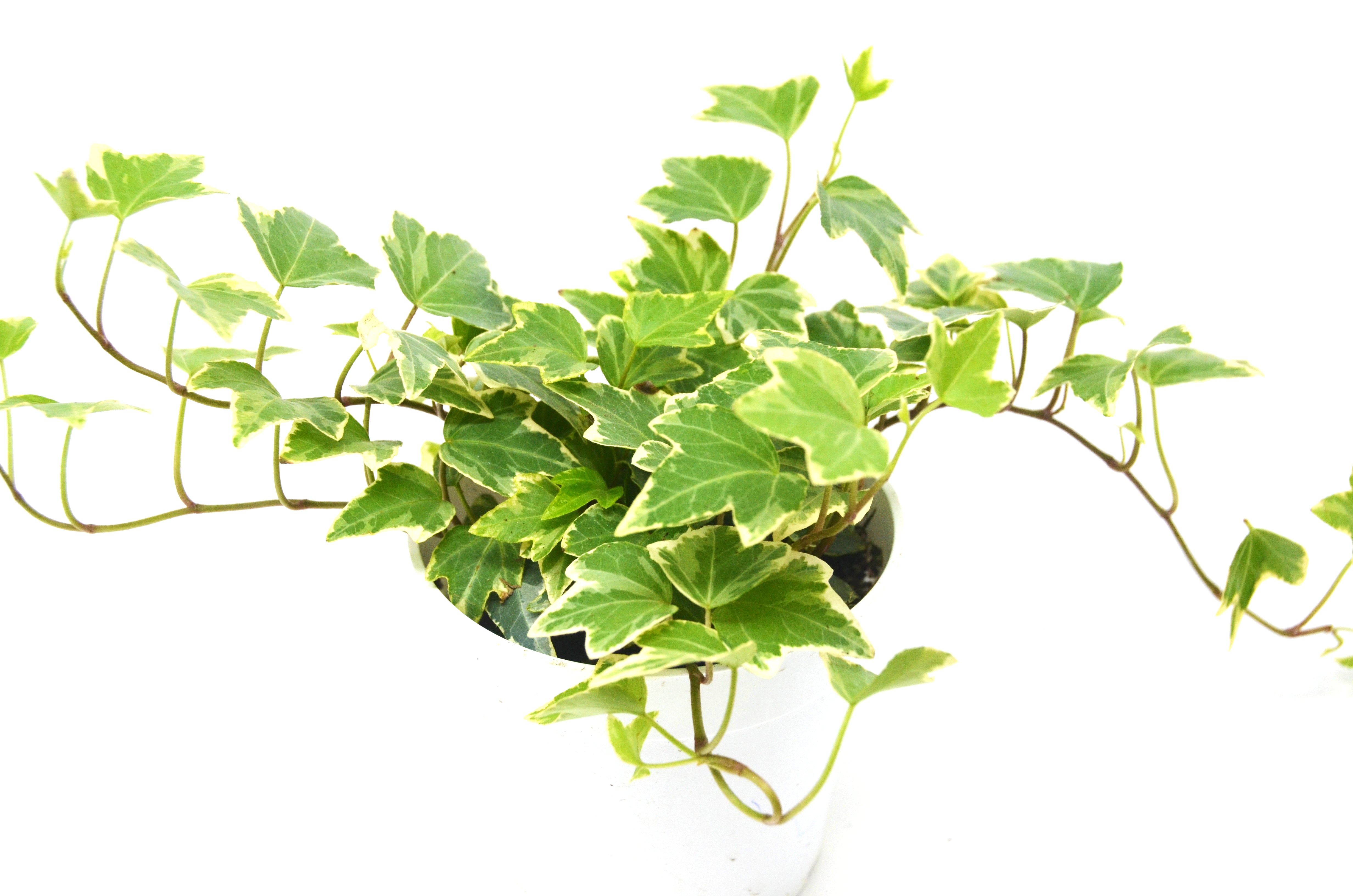 English Ivy 'Eva' Questions & Answers