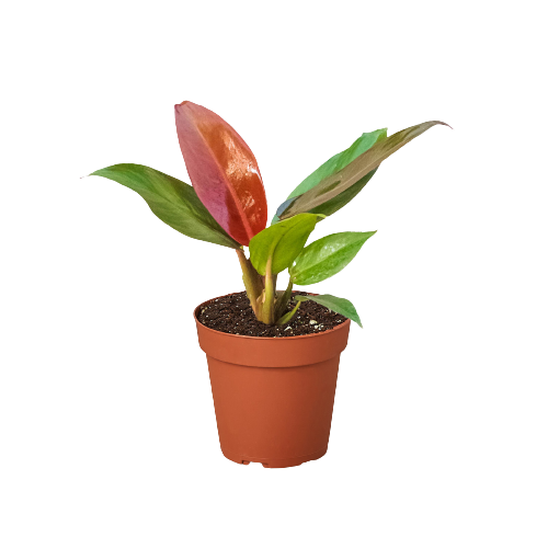 Philodendron 'Sun Red' Questions & Answers