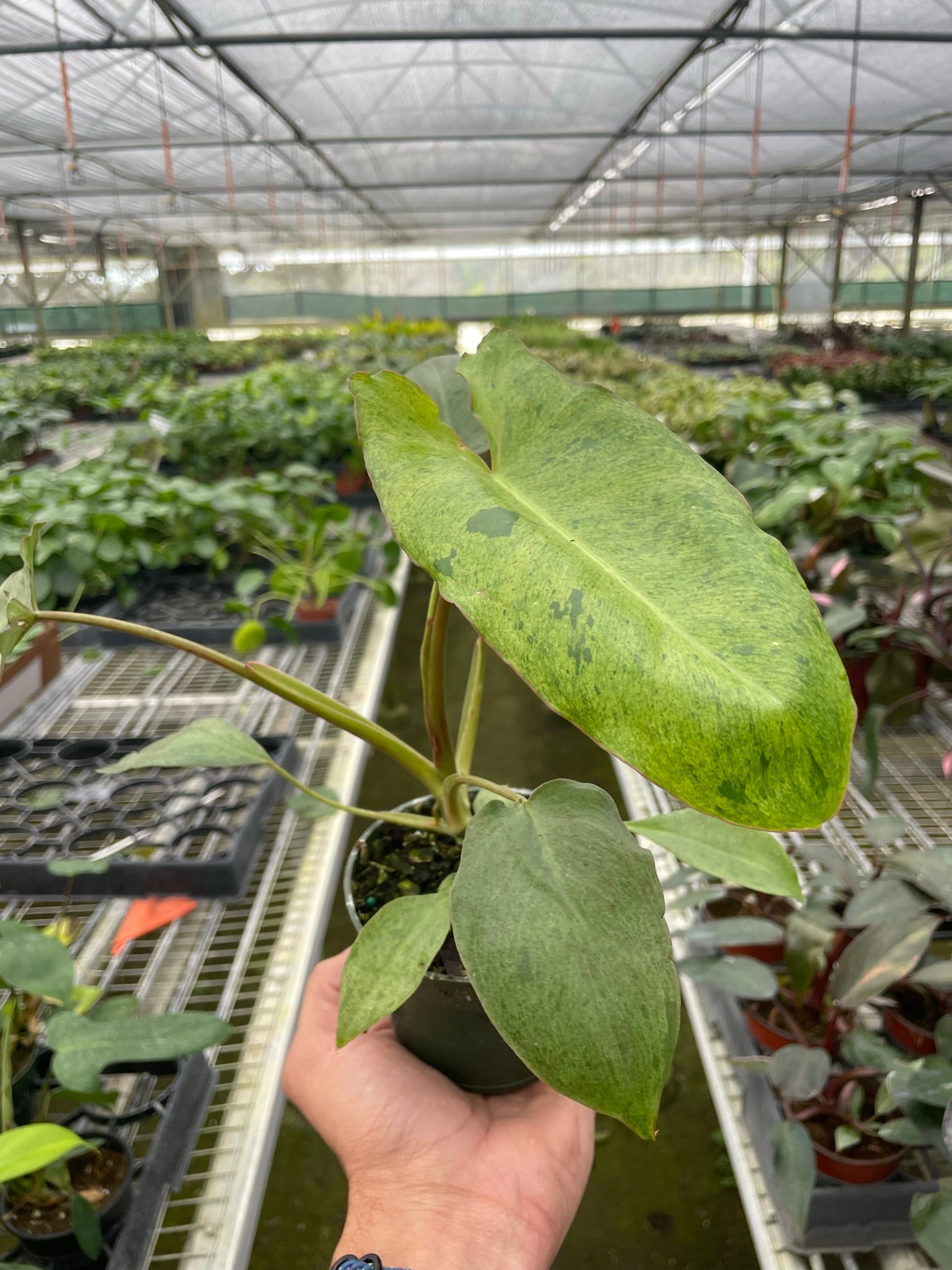 Philodendron 'Paraiso Verde' Questions & Answers