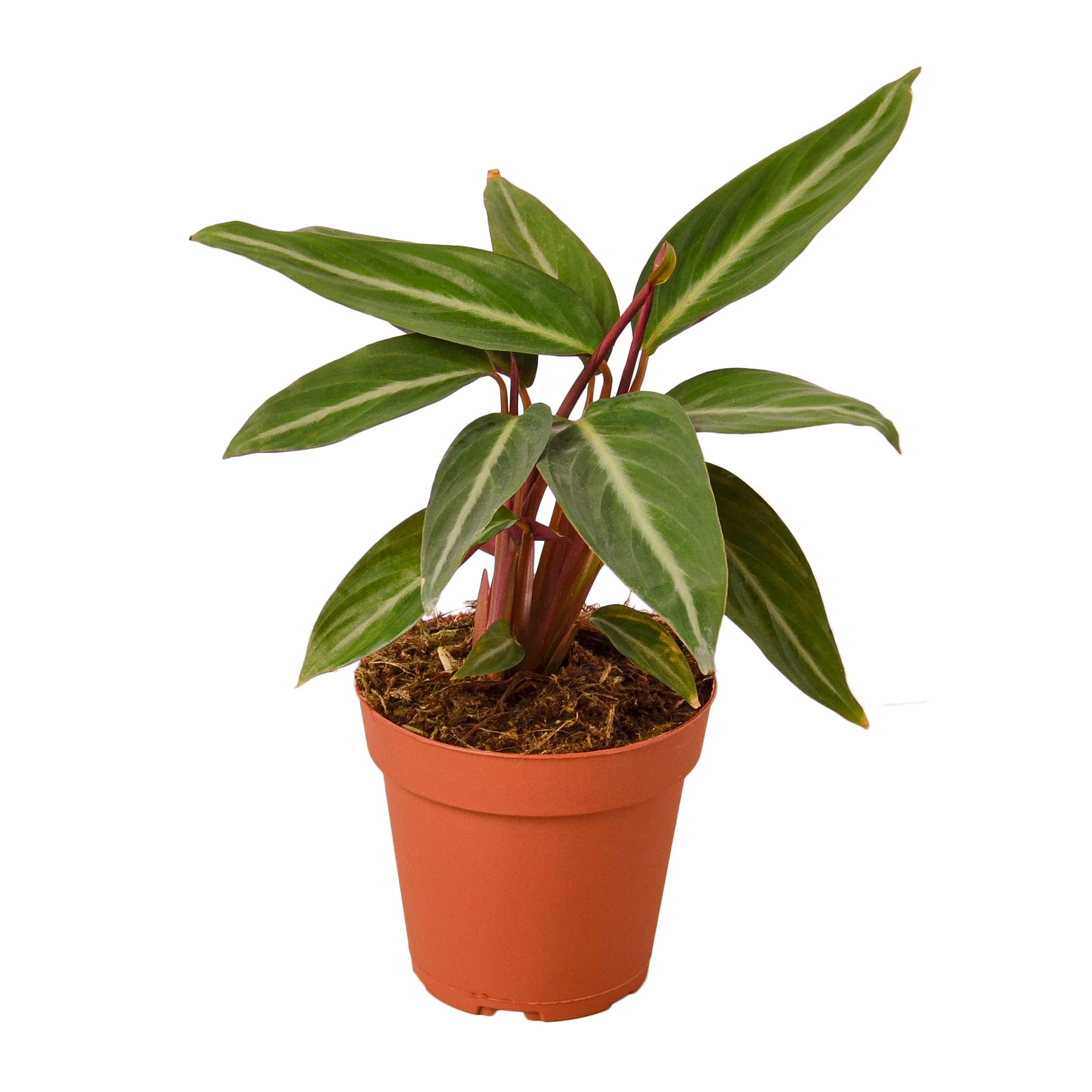 Stromanthe Sanguinea Questions & Answers
