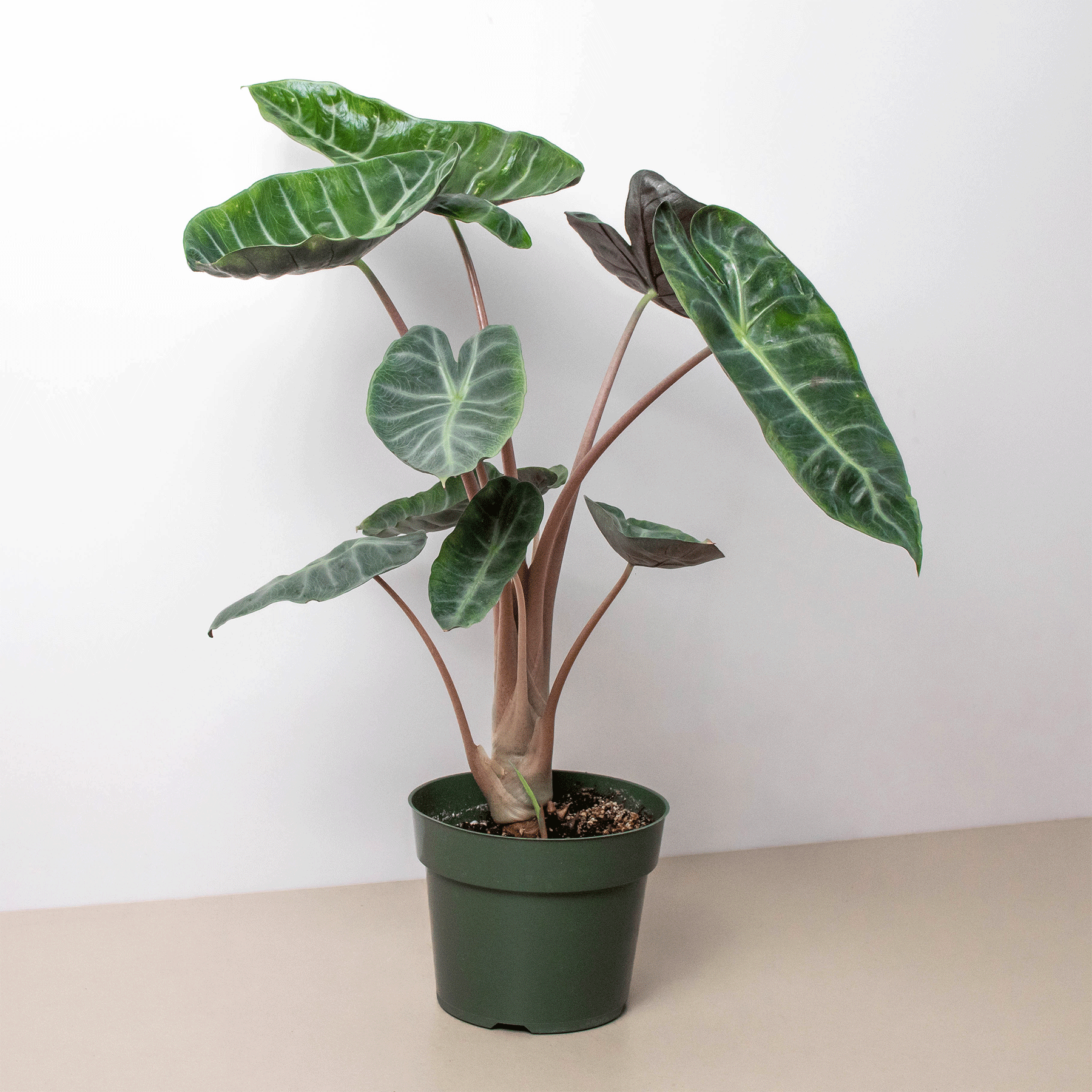 Alocasia Pink Dragon Questions & Answers