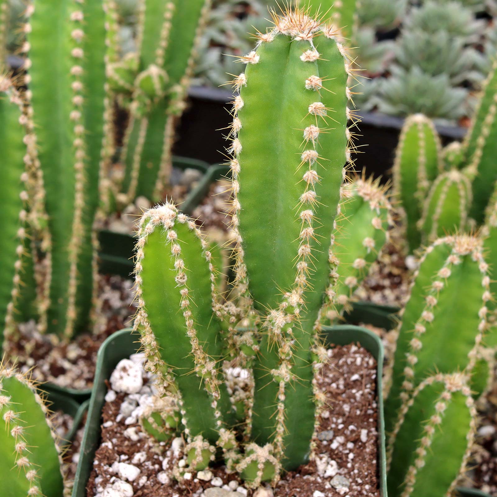 Acanthocereus tetragonus 'Fairy Castle' [large] Questions & Answers