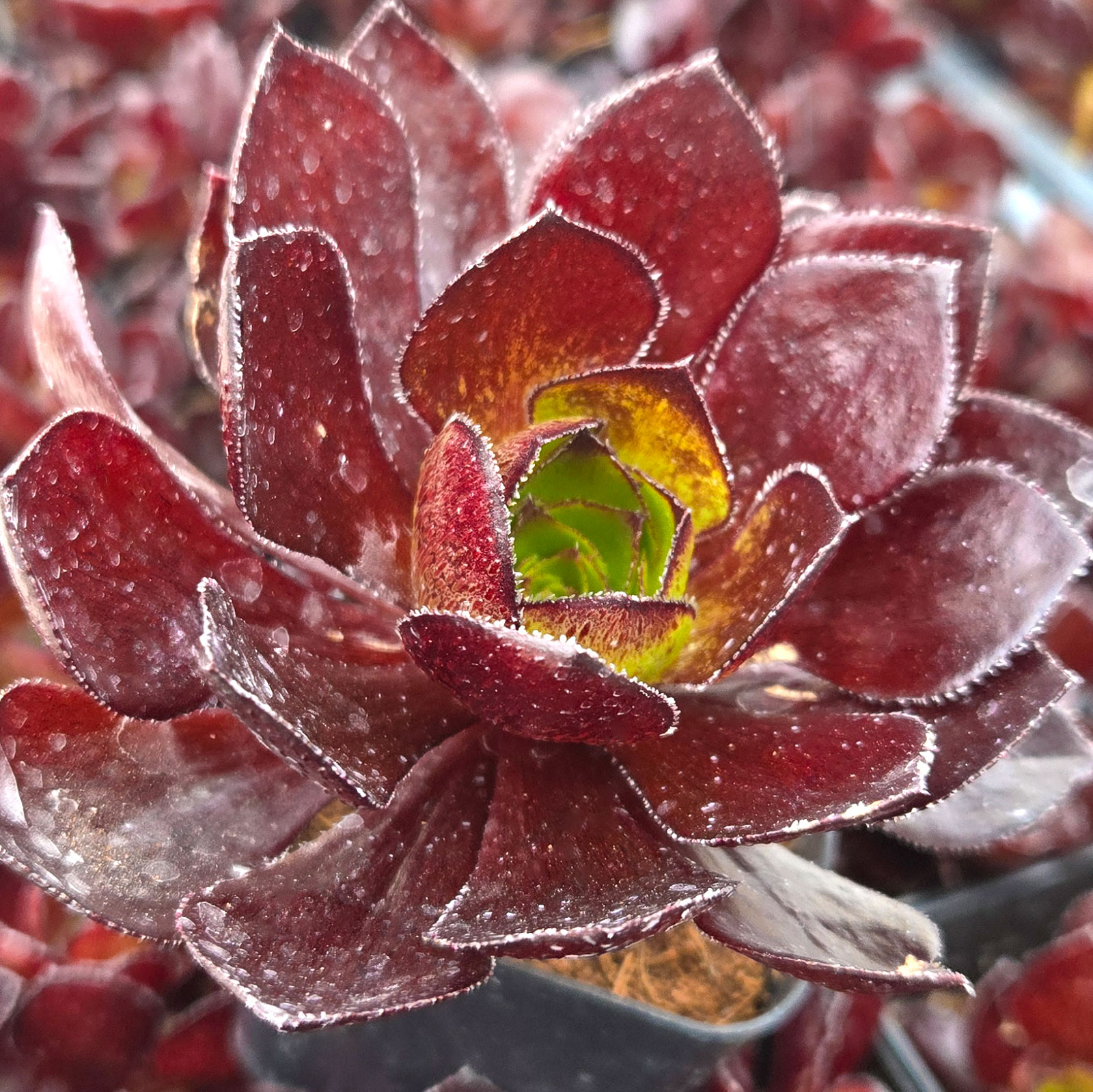Semponium 'Vortex' Questions & Answers