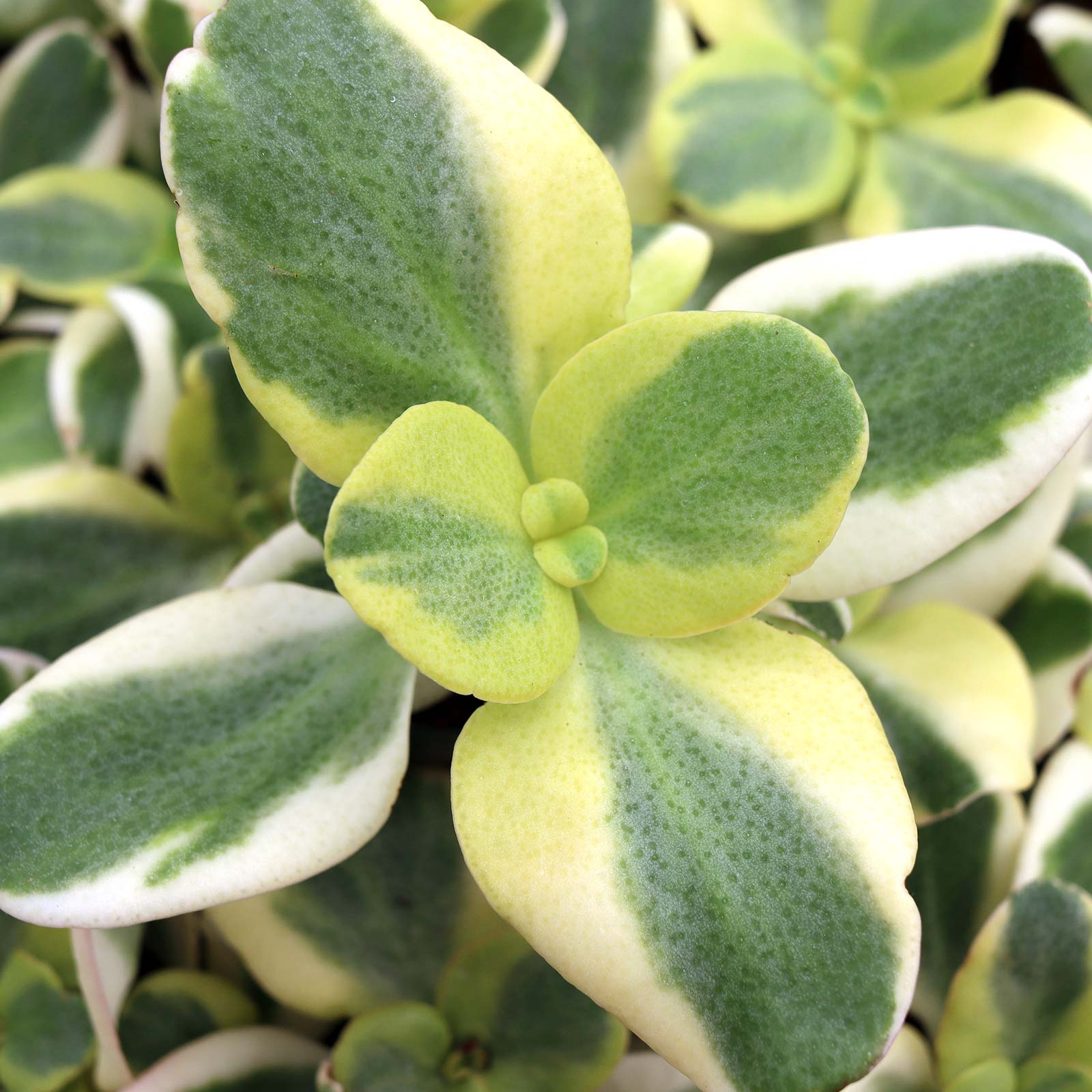 Crassula multicava f. variegata - Variegated Fairy Crassula Questions & Answers