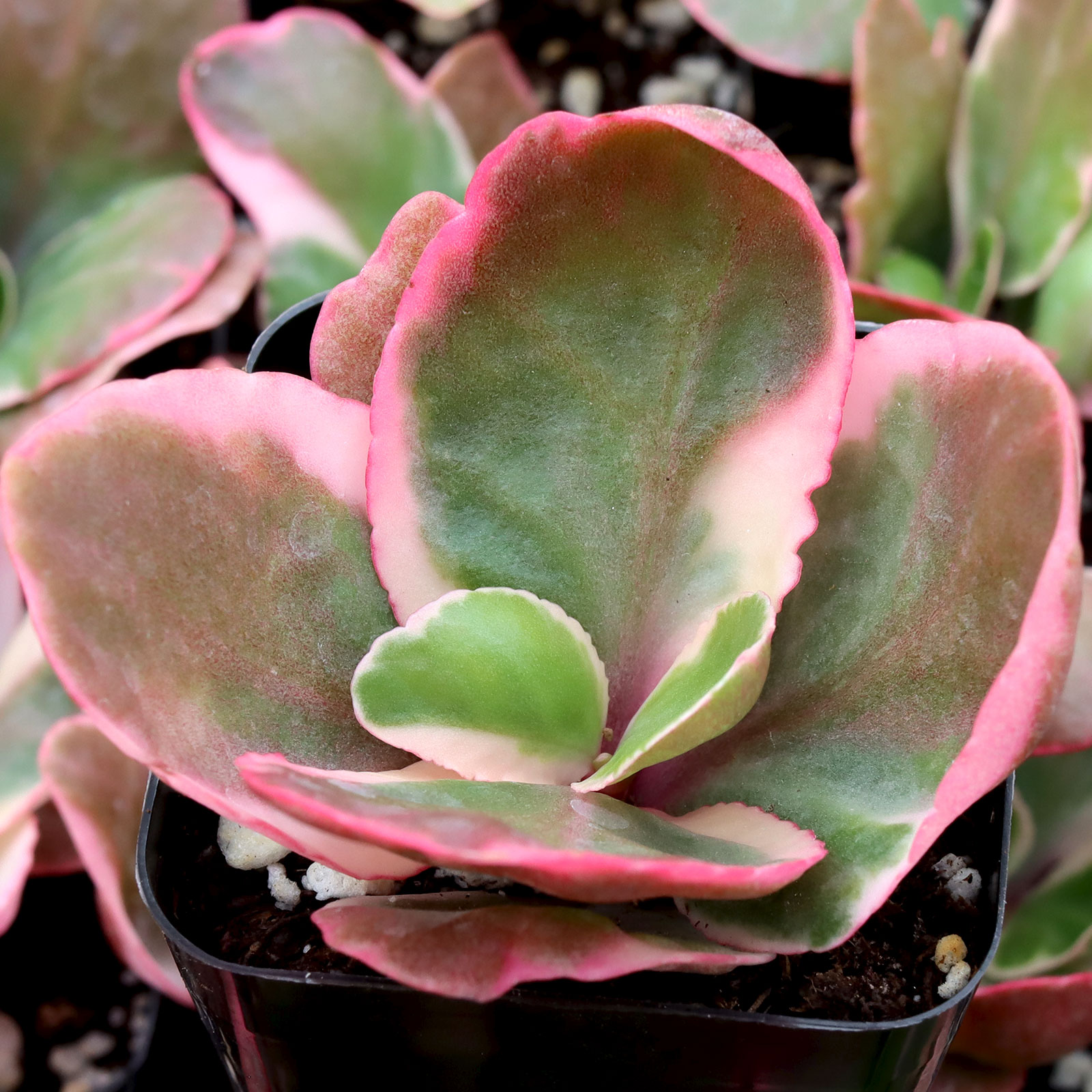 Kalanchoe blossfeldiana f. variegata Questions & Answers