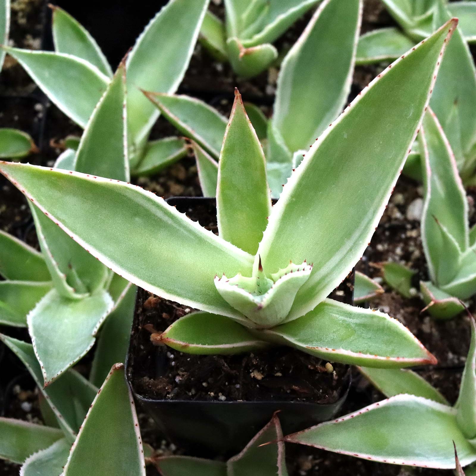 Agave mitis 'Multicolor' Questions & Answers