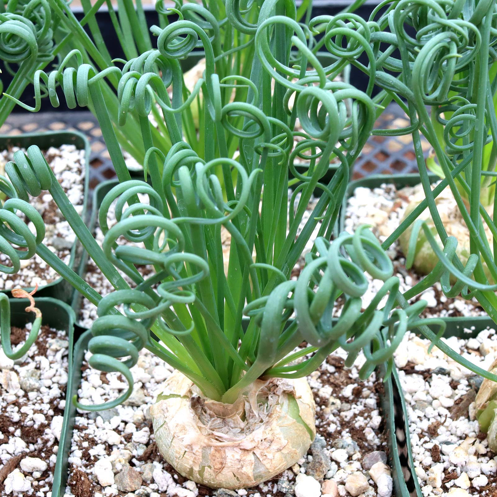 Albuca spiralis 'Frizzle Sizzle'® [large] Questions & Answers