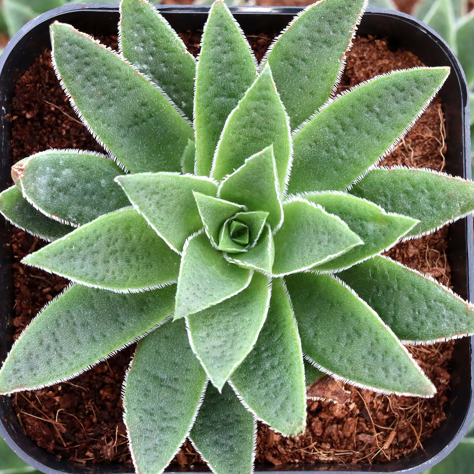Crassula exilis ssp. schmidtii - Fairy Tongue Questions & Answers