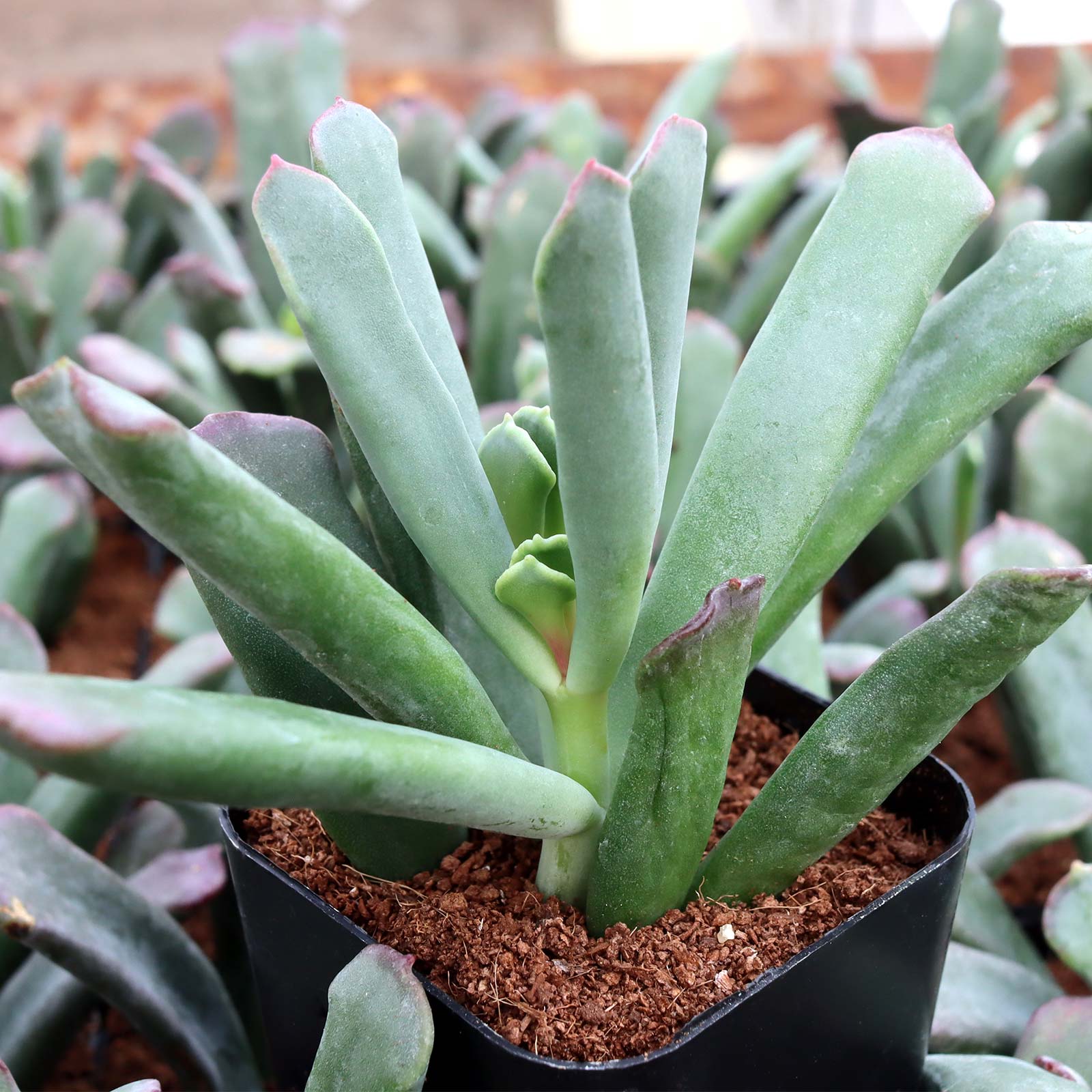 Cotyledon orbiculata 'Sunrise' Questions & Answers