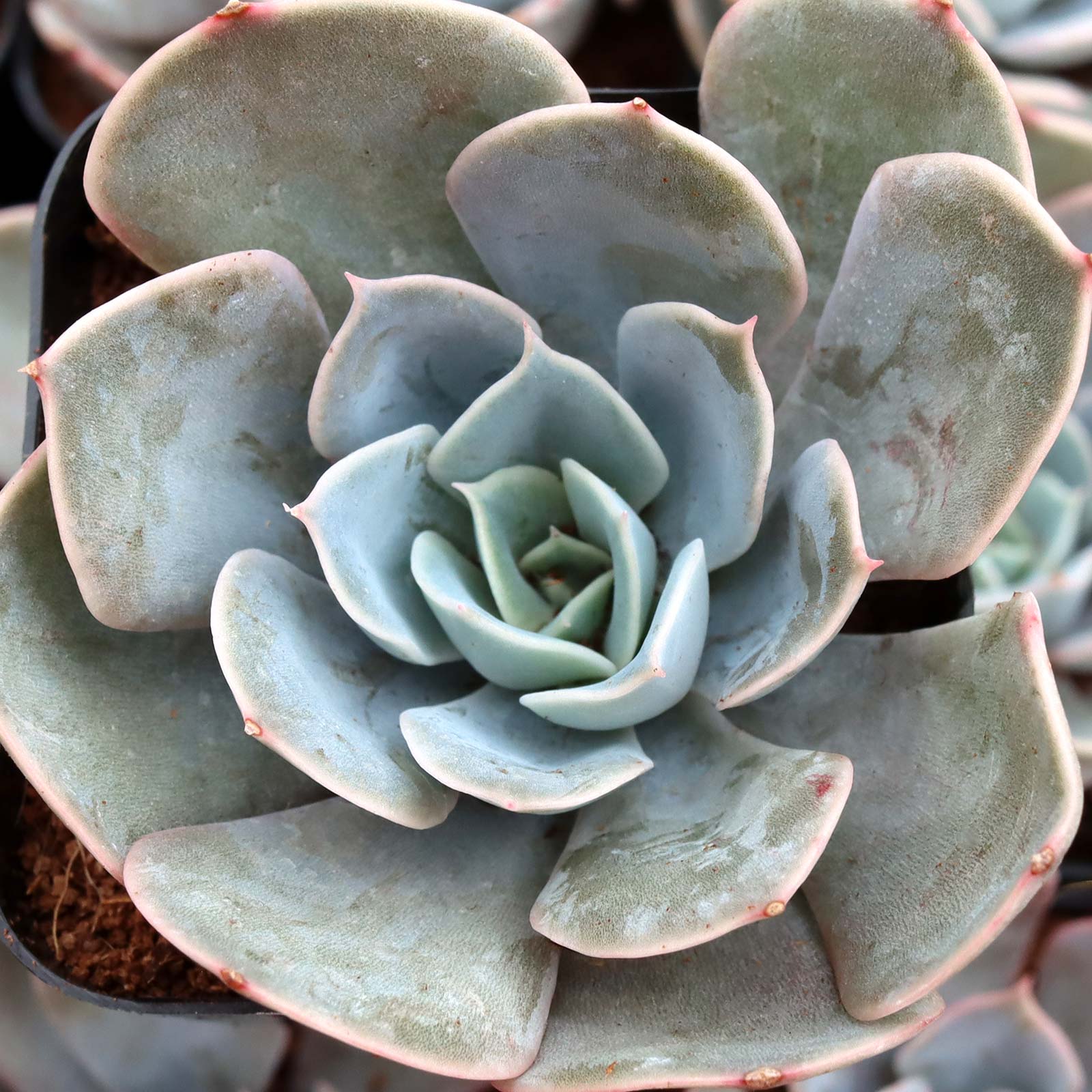 Echeveria 'Grande Cinza' Questions & Answers