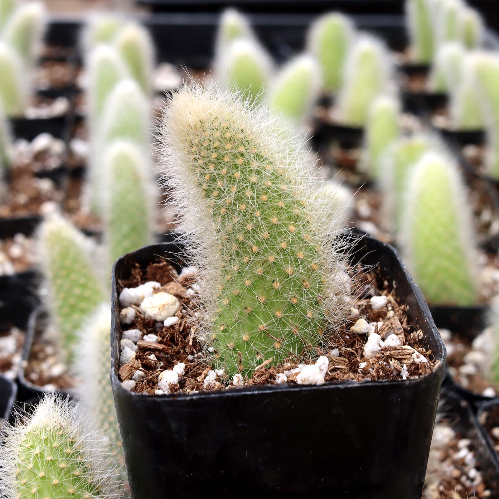 Cleistocactus winteri ssp. colademononis - Monkey Tail Cactus Questions & Answers