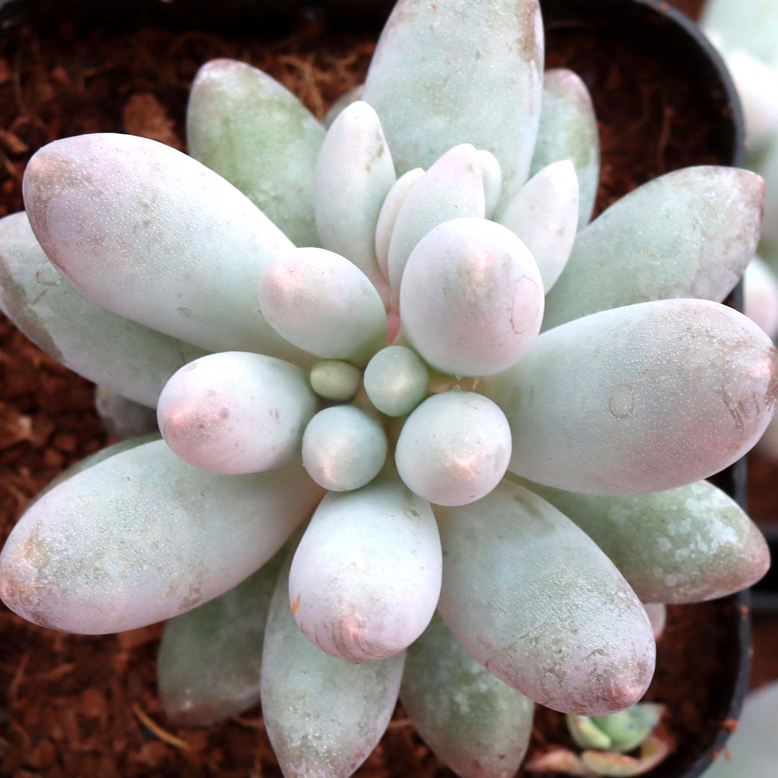 Pachyphytum brevifolium Questions & Answers