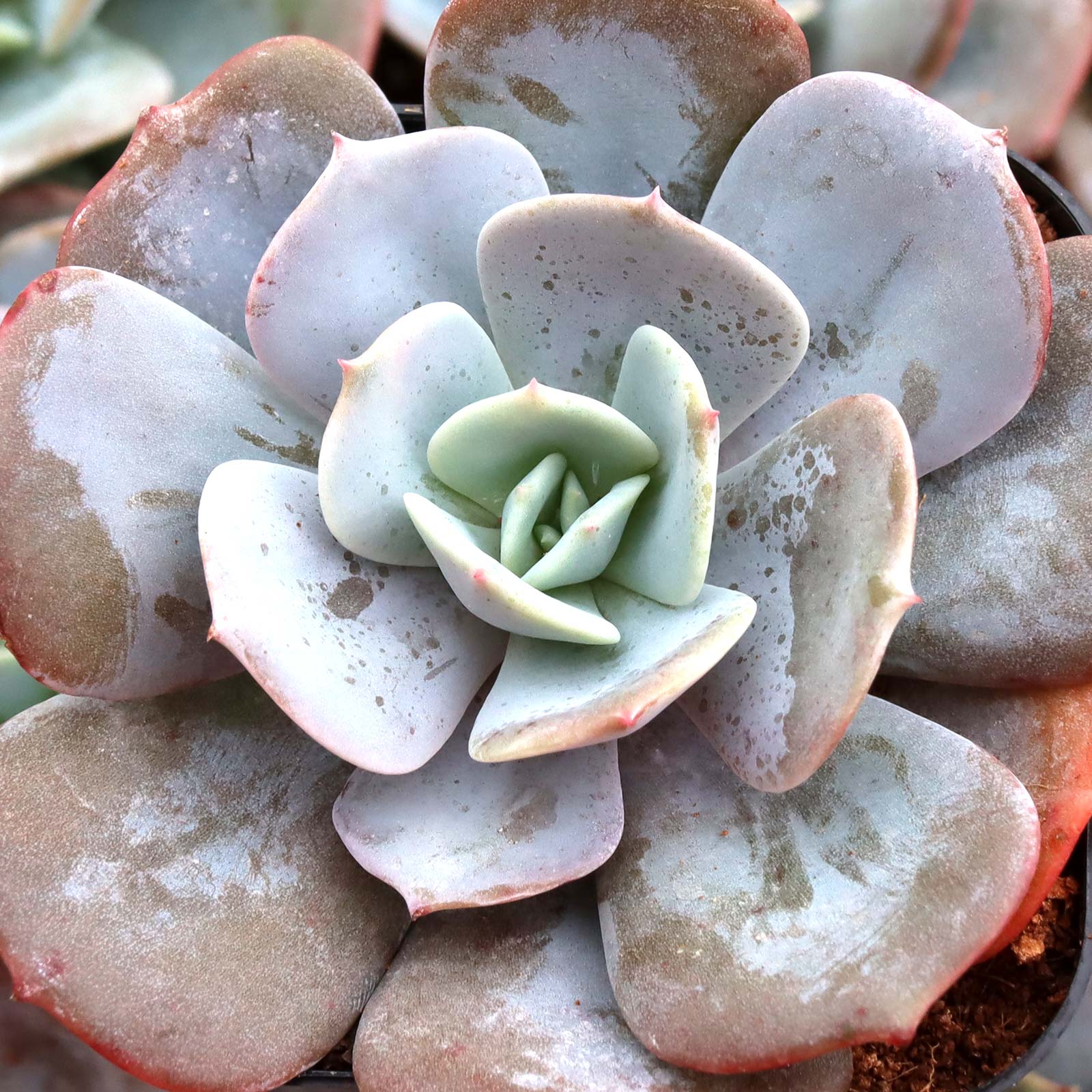 Echeveria runyonii Questions & Answers