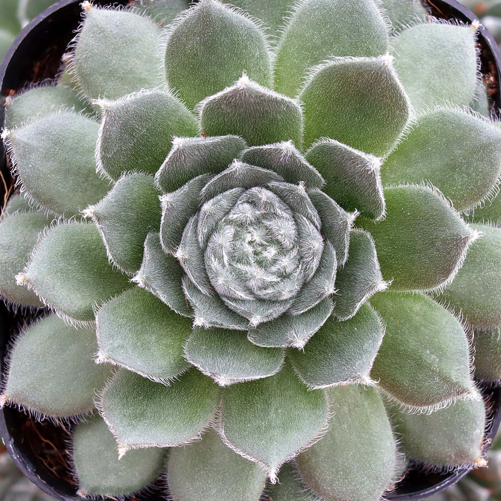 Sempervivum 'Bunny Girl' Questions & Answers