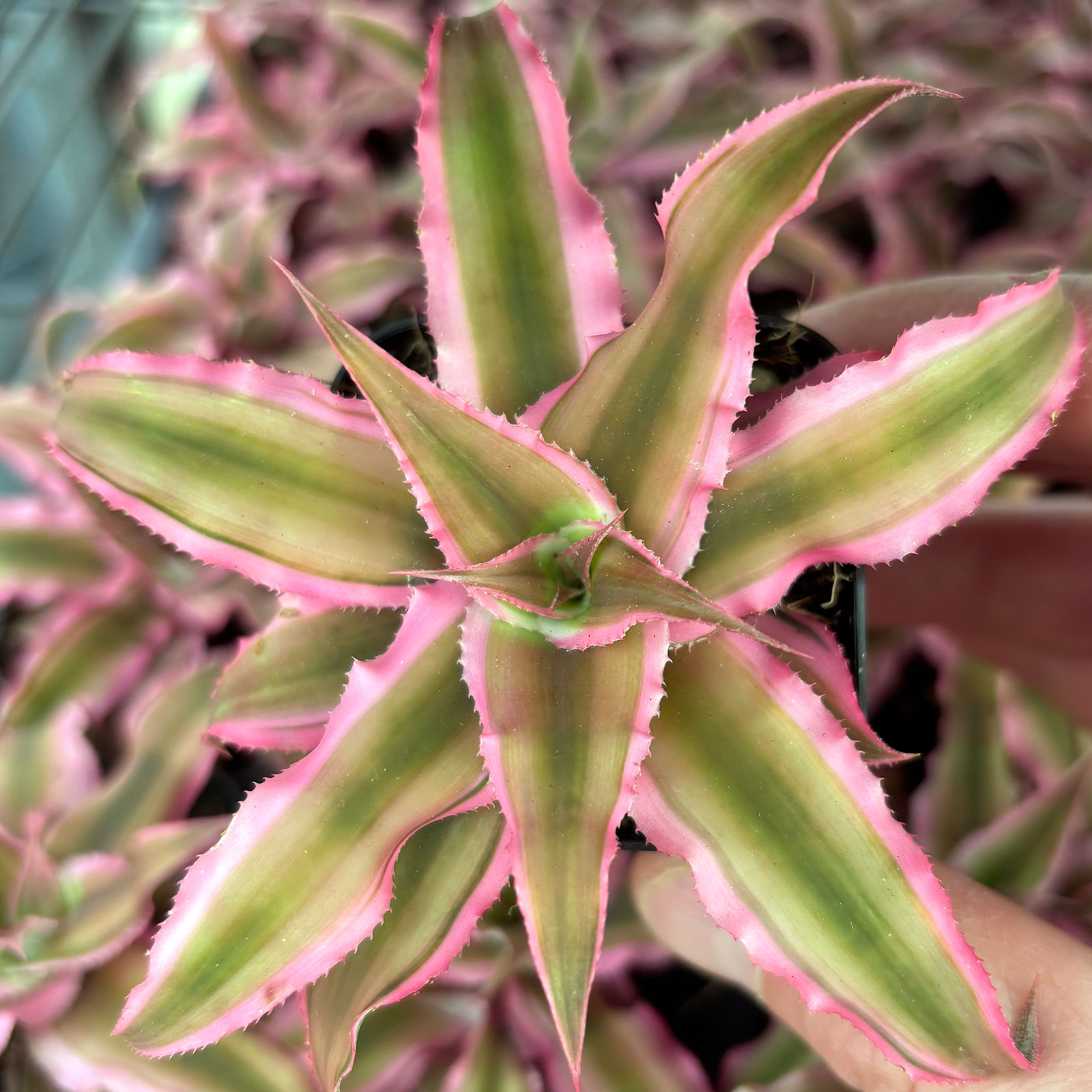 Cryptanthis 'Pink Starlight' Questions & Answers