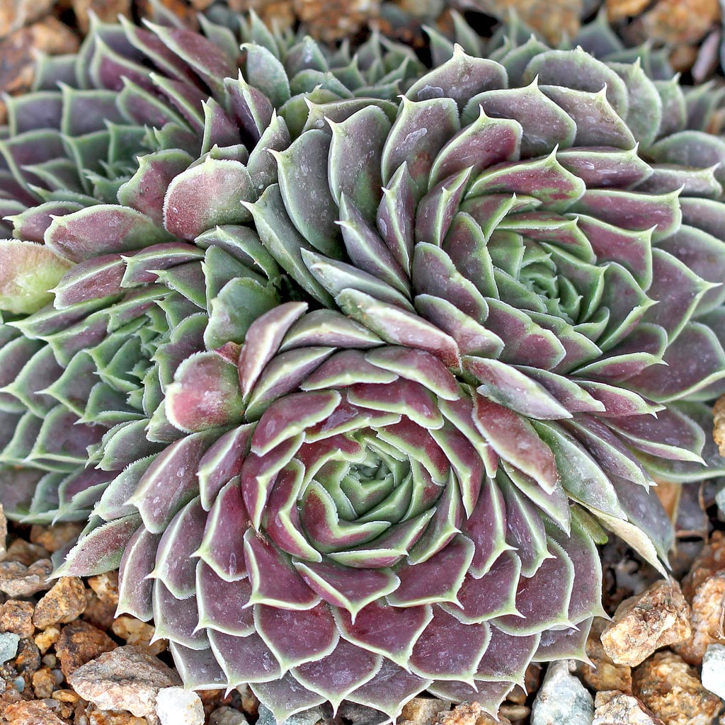 Sempervivum heuffelii 'Purple Haze' Questions & Answers