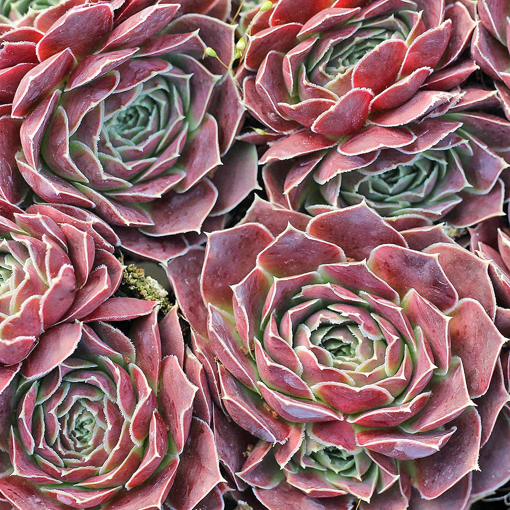Sempervivum heuffelii 'Hot Lips' Questions & Answers